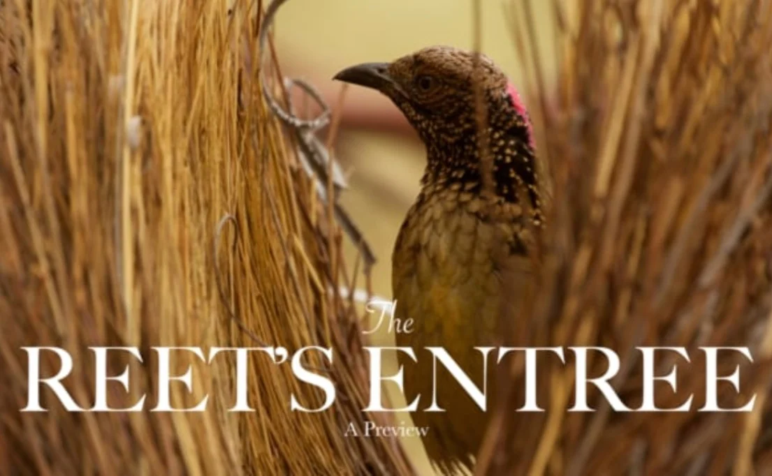 The Reet's Entree Sneak Peak - Centrelink, Aneurysms and Birds