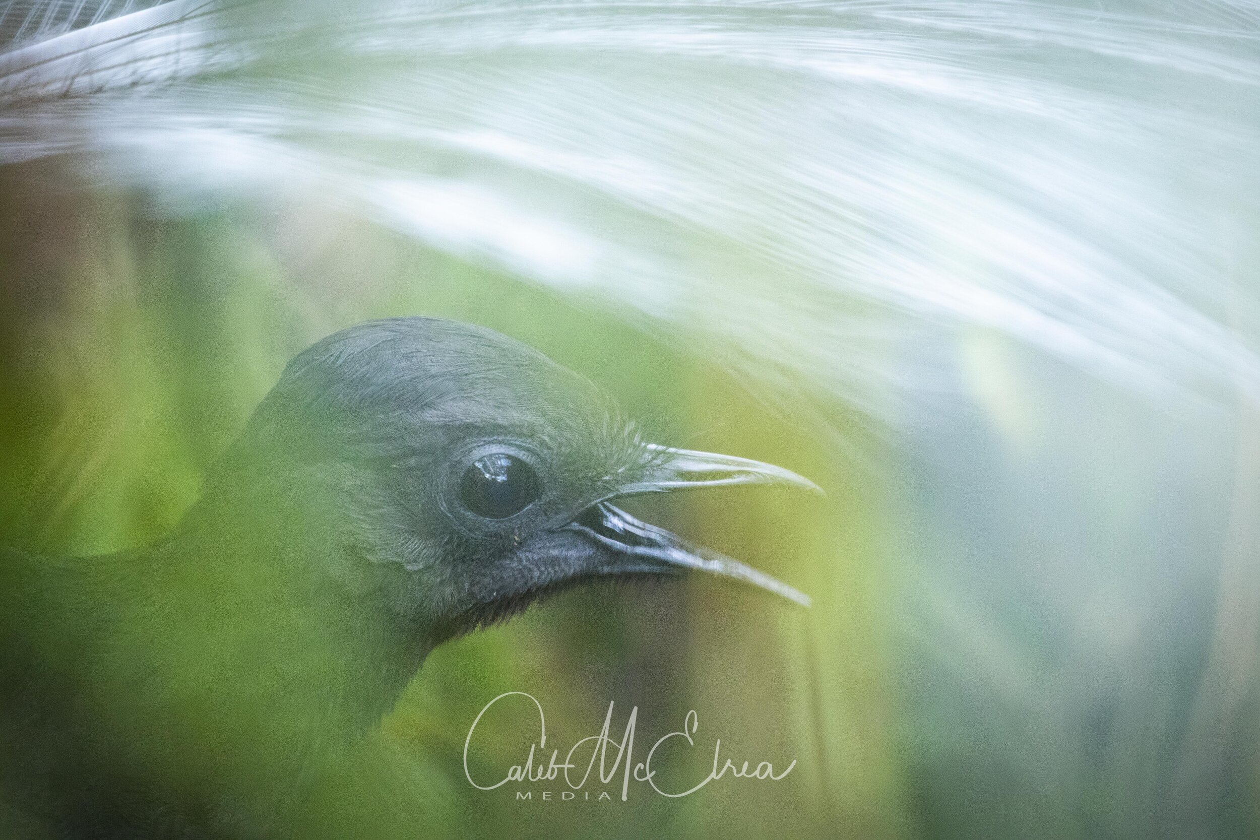 Superb Lyrebird Displaying, Dandenong NP