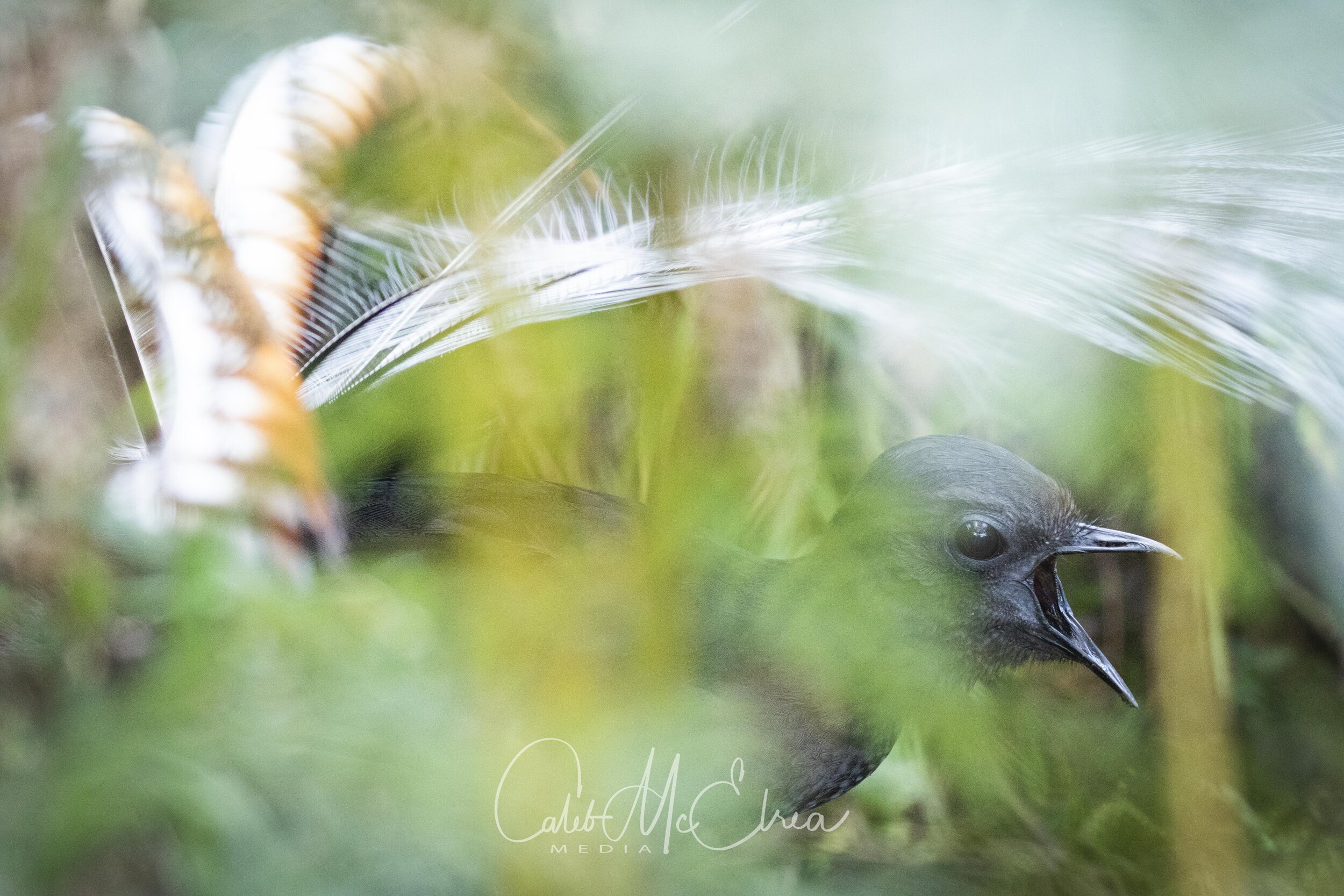 Superb Lyrebird in Display, Dandenongs