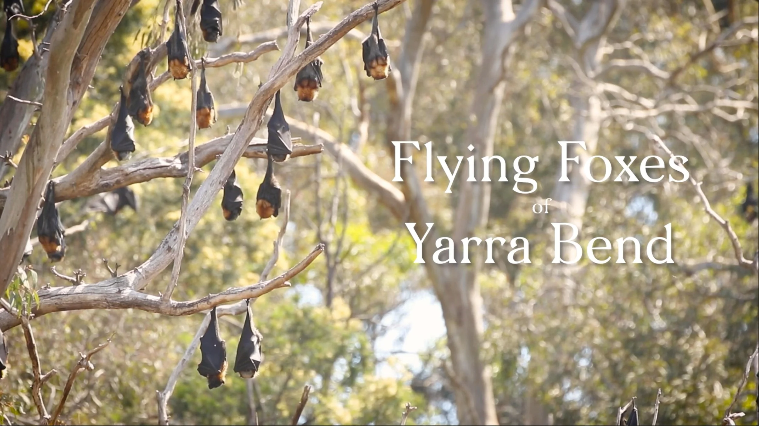 Flying Foxes of Yarra Bend