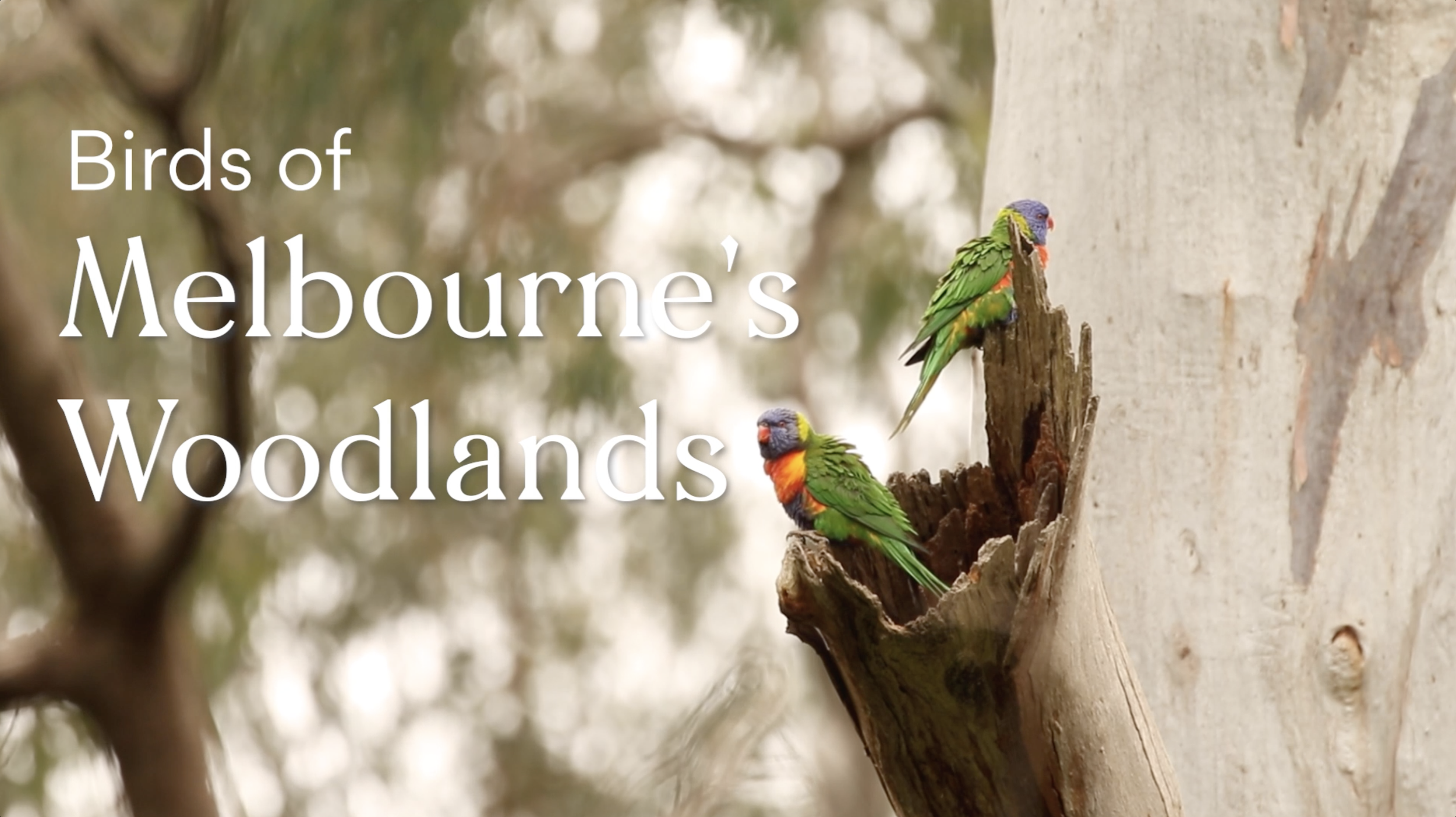 Birds of Melbourne Woodlands