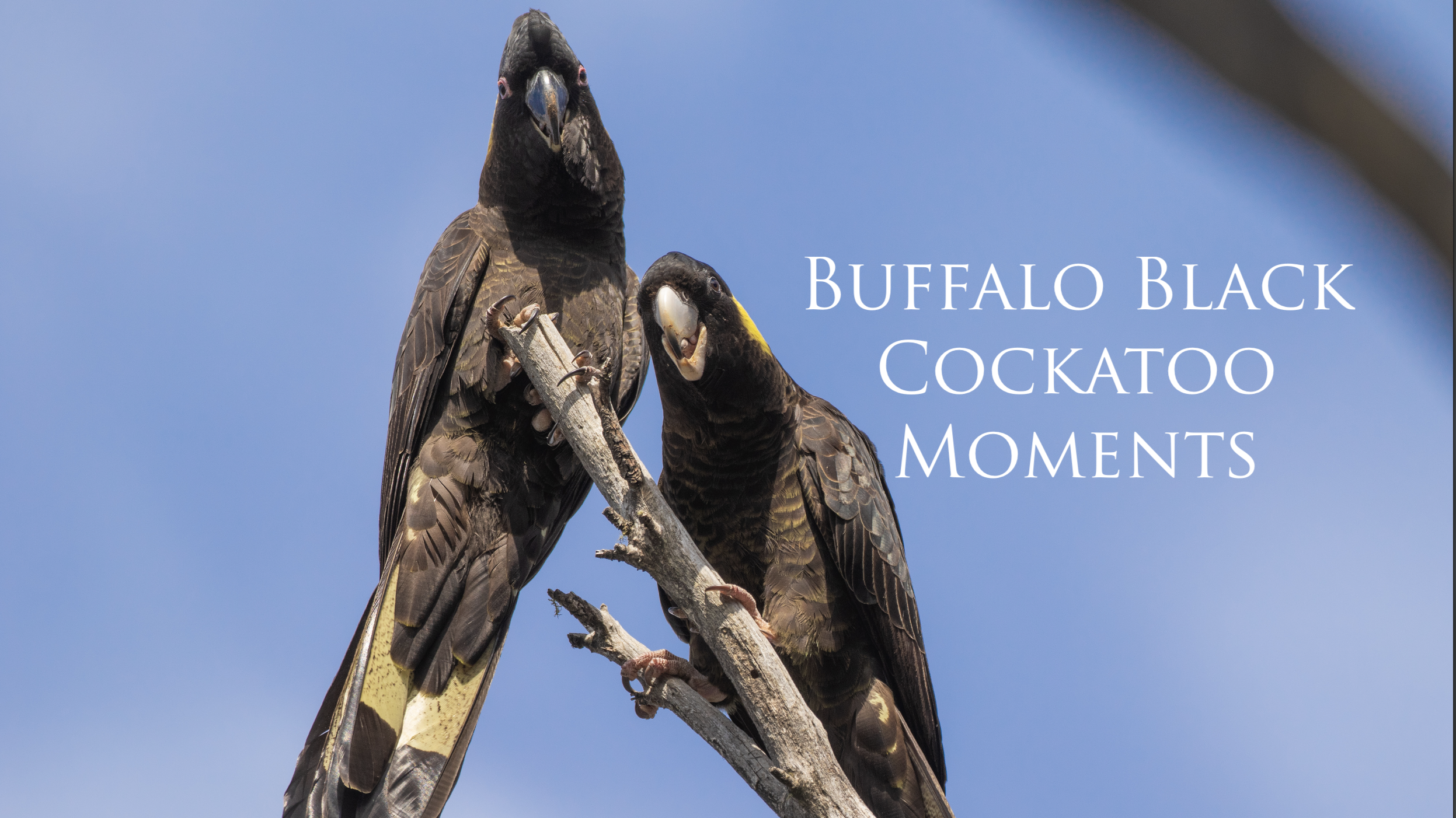Nature Diaries - Black Cockatoos of Mt Buffalo
