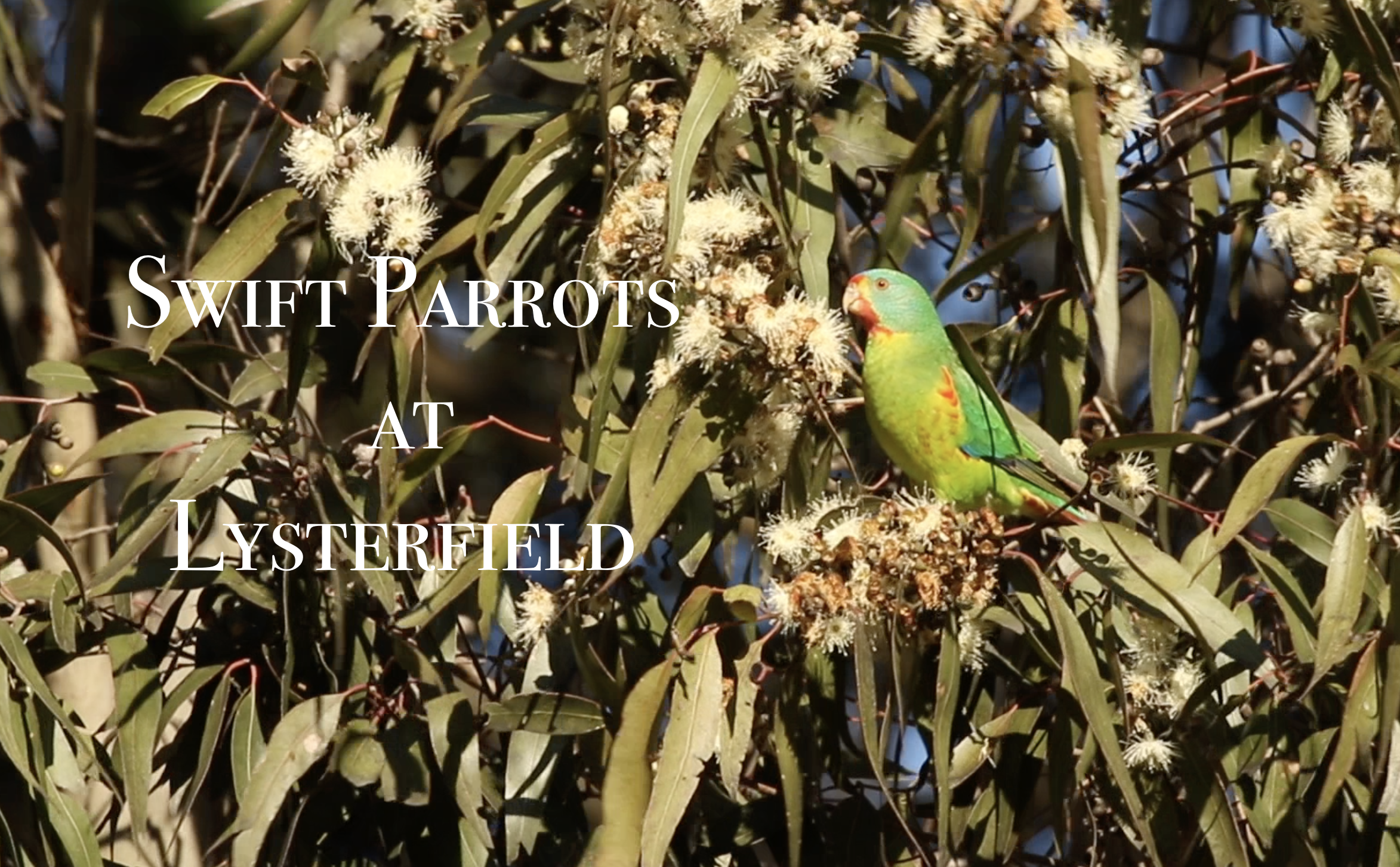 Swift Parrots at Lysterfield