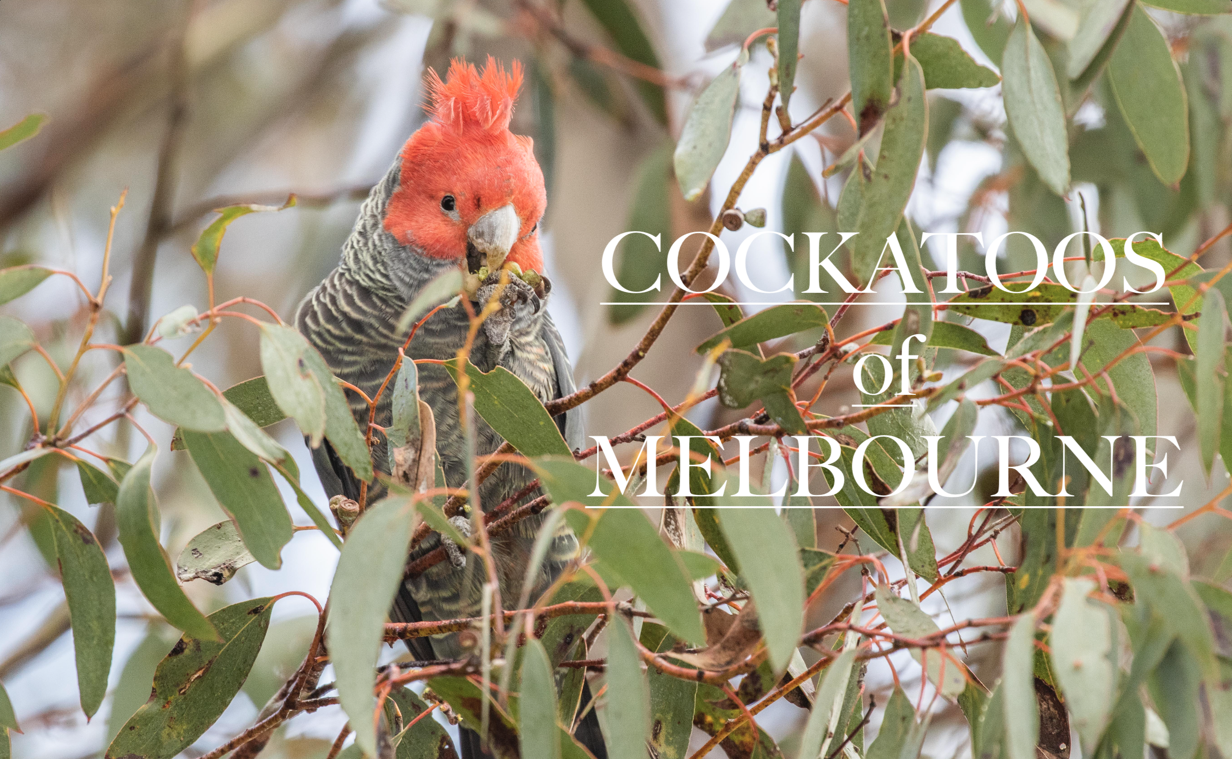Cockatoos of Melbourne