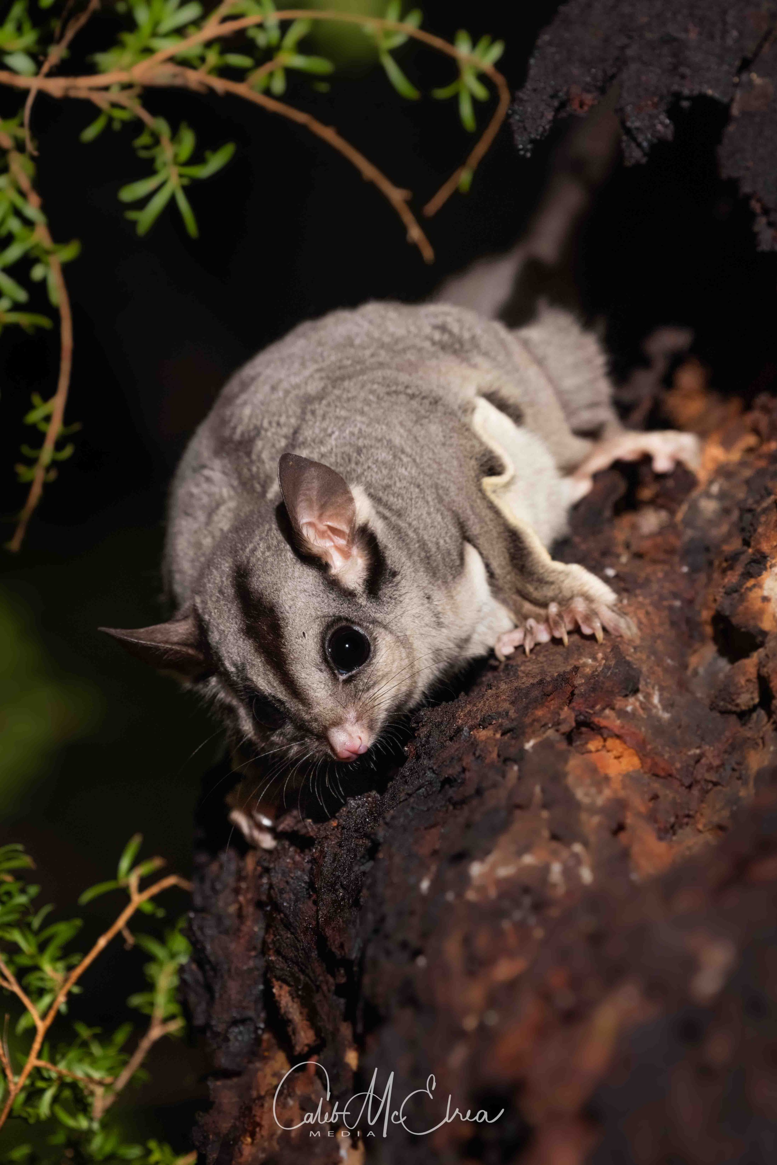 Sugar (Krefft's) Glider, Melbourne