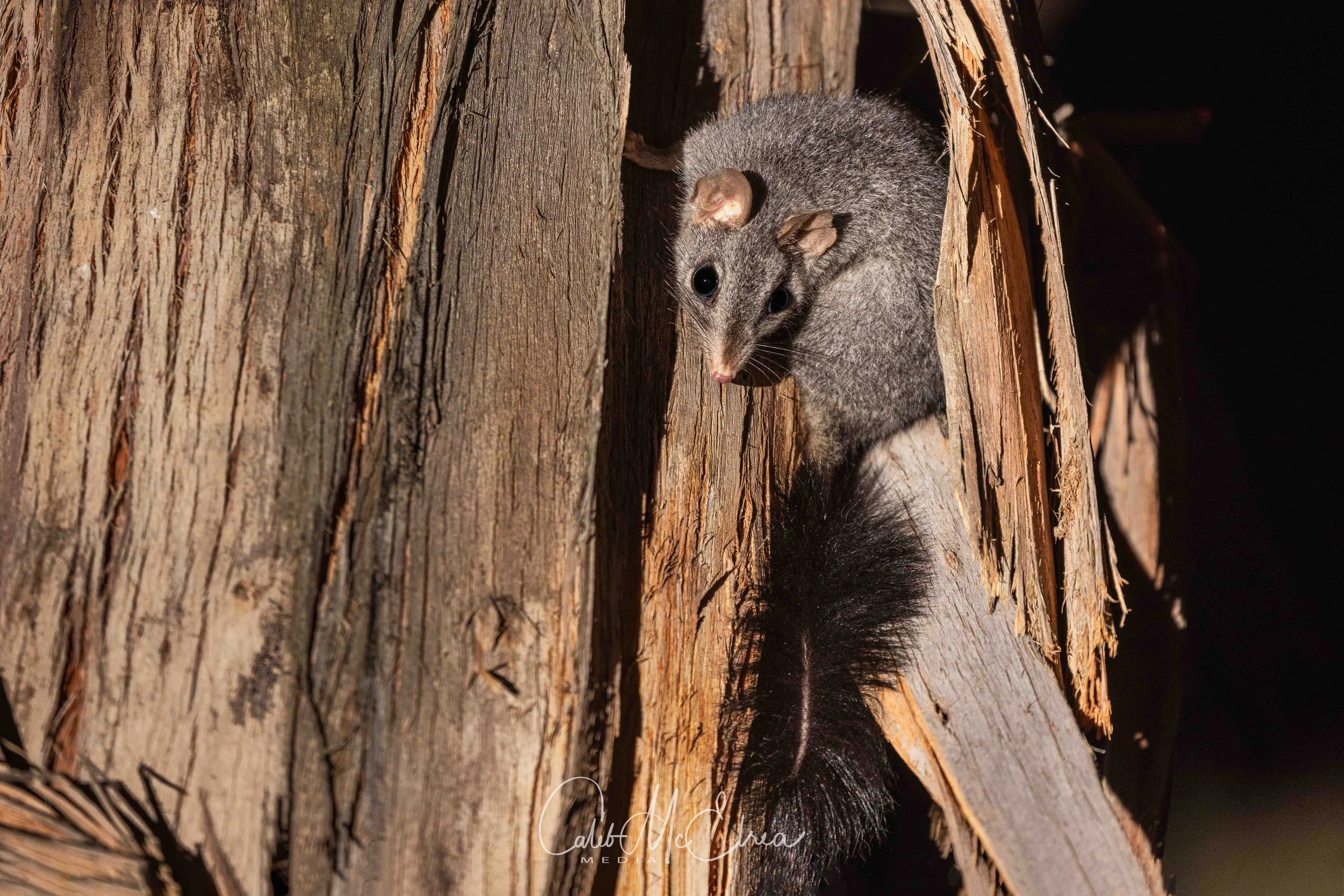 Brush-tailed Phascogale, Melbourne