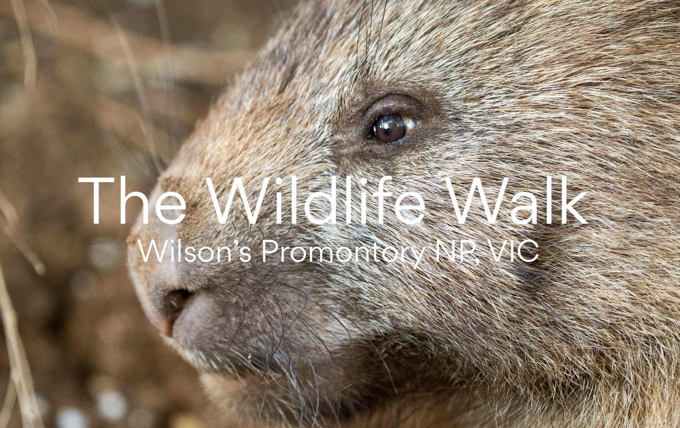 RTW Reels - Wilson's Promontory Wildlife Walk