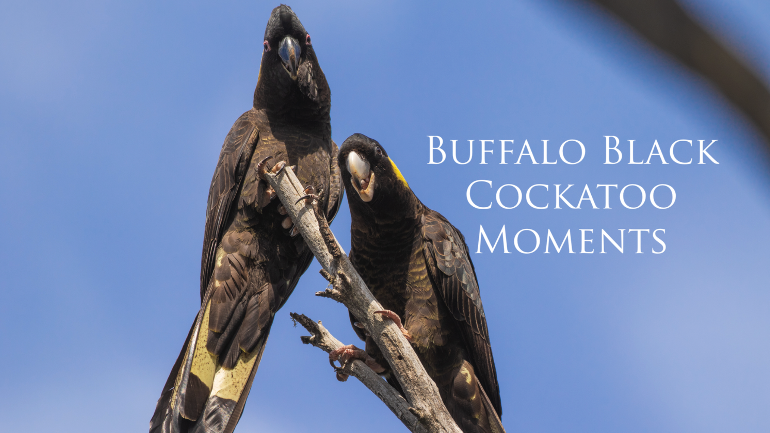 Nature Diaries - Black Cockatoos of Mt Buffalo