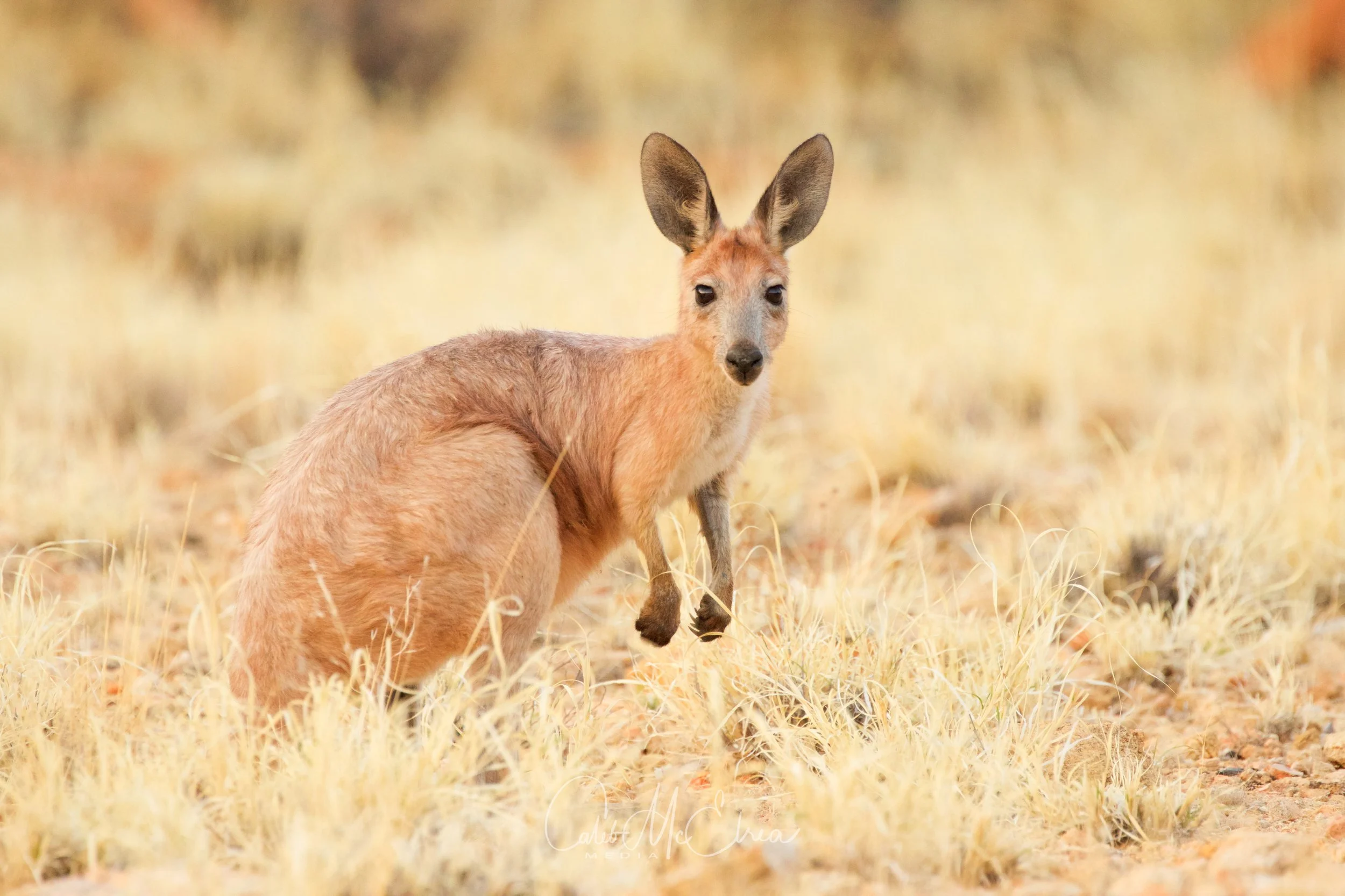 Common Wallaroo (Euro), Alice Springs