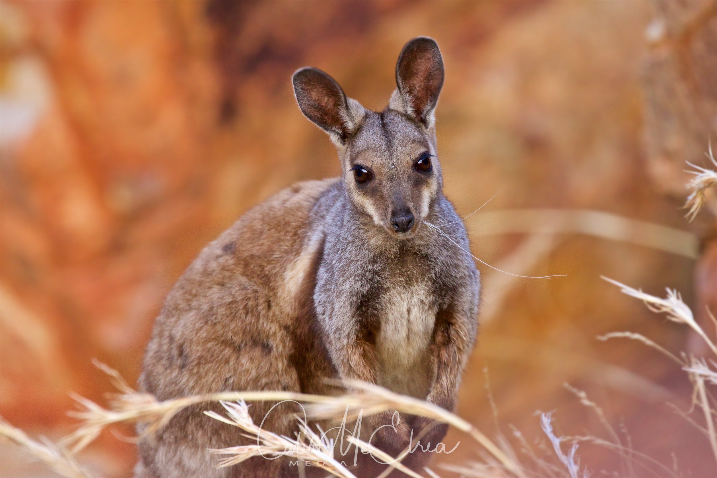 Black-flanked Rock Wallaby, Ormiston Gorge