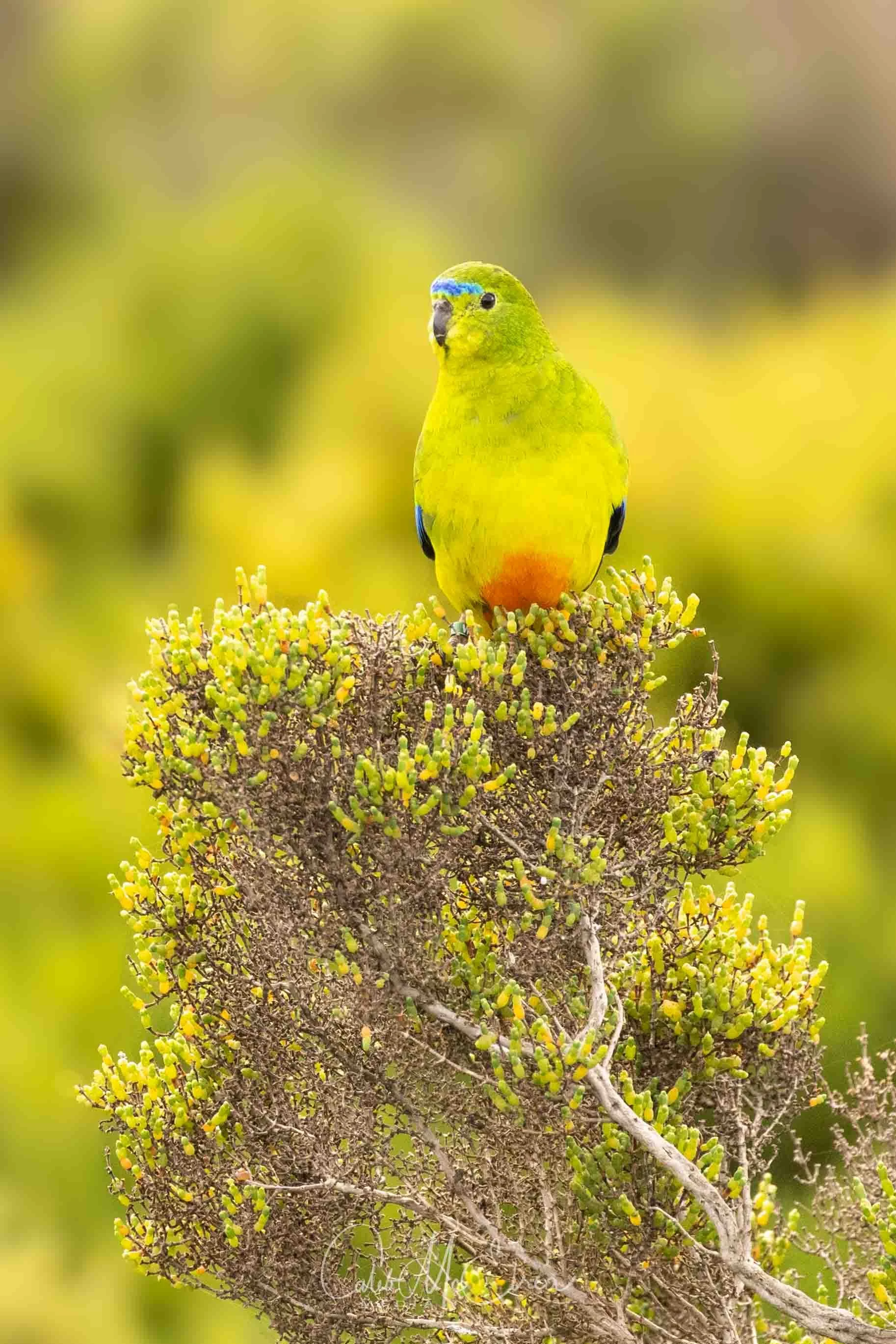 Orange-Bellied Parrot, Werribee