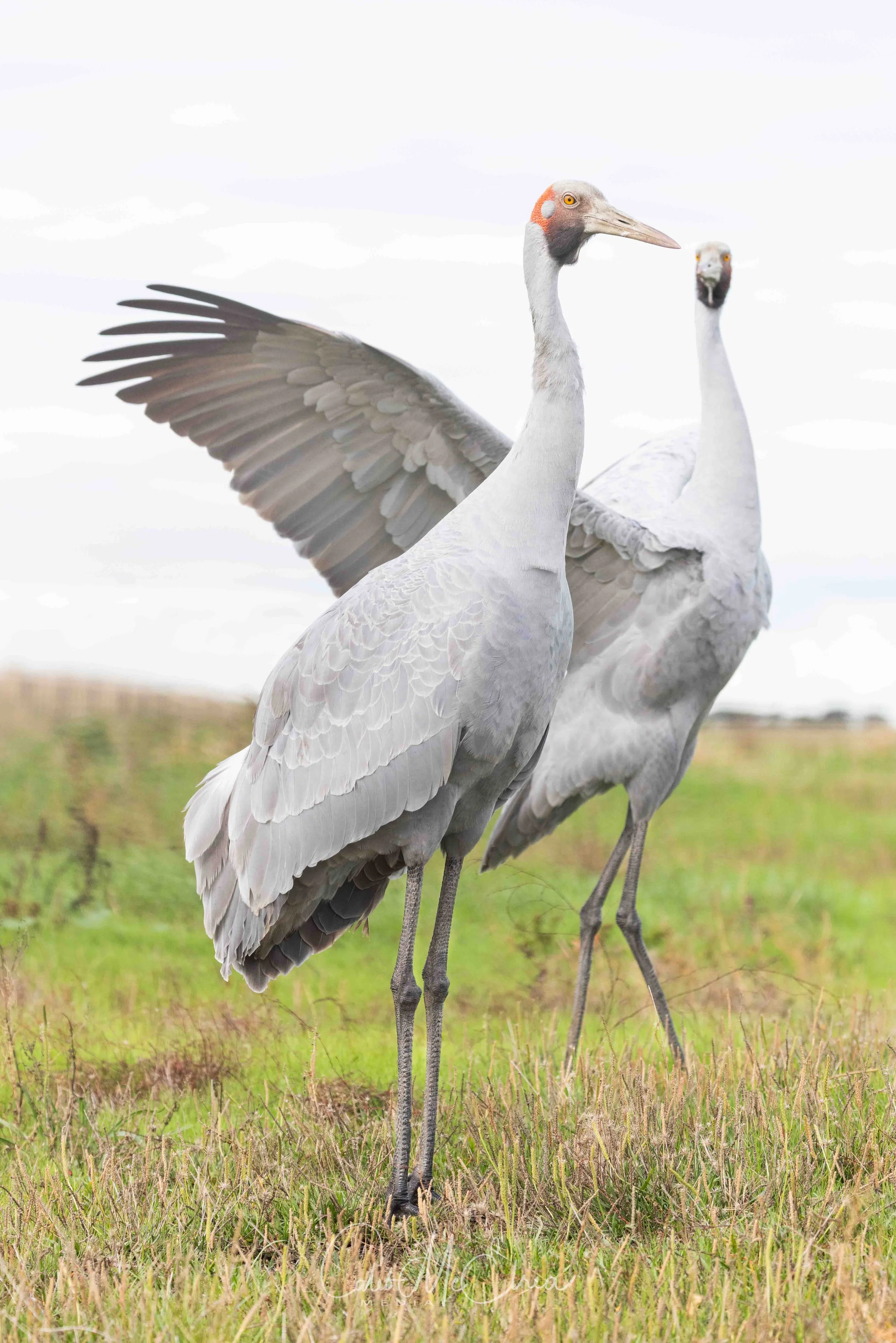 Brolgas, Werribee