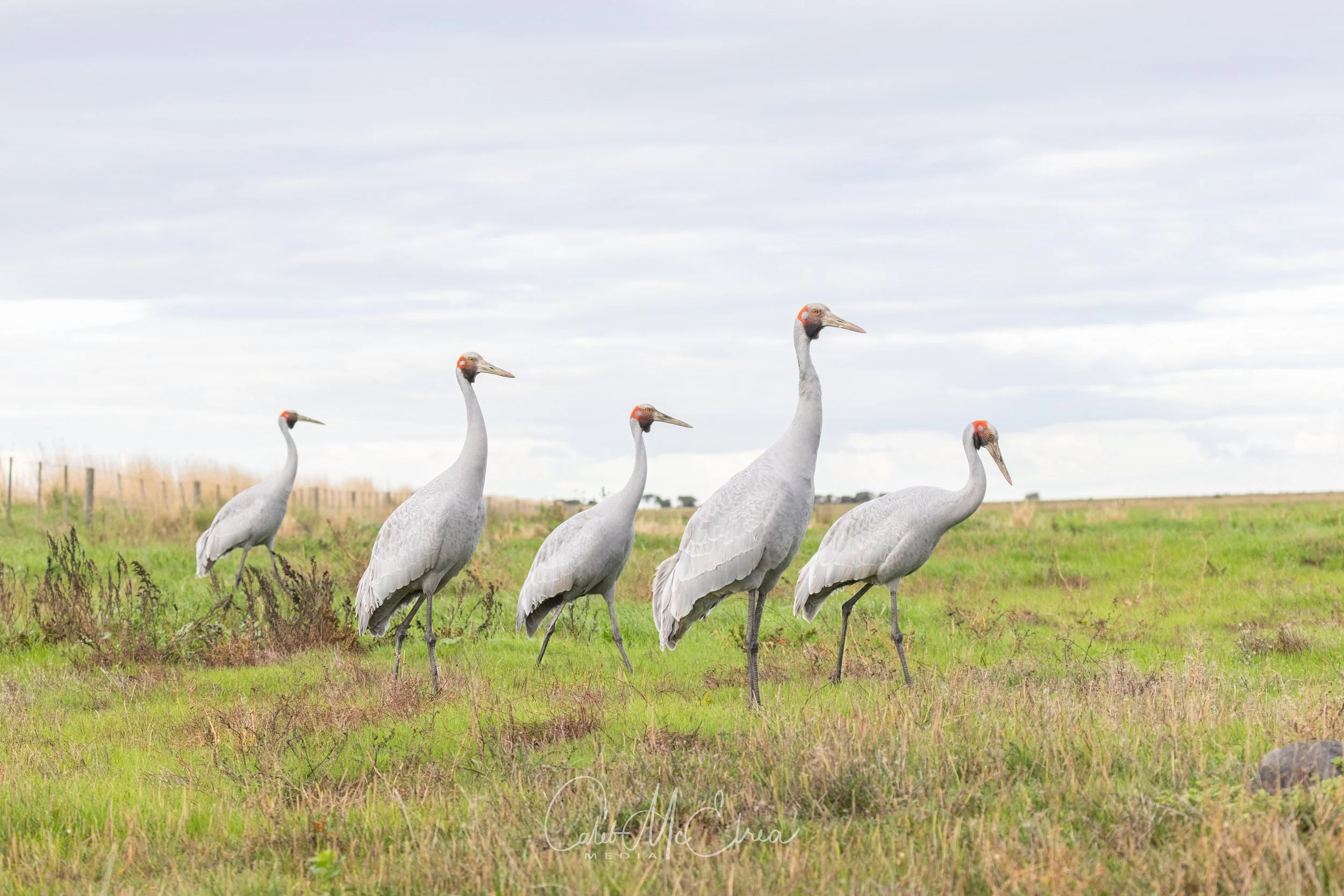 Brolgas in Formation, Werribee