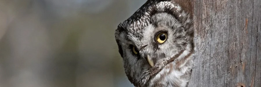 boreal-owl-europe.jpg