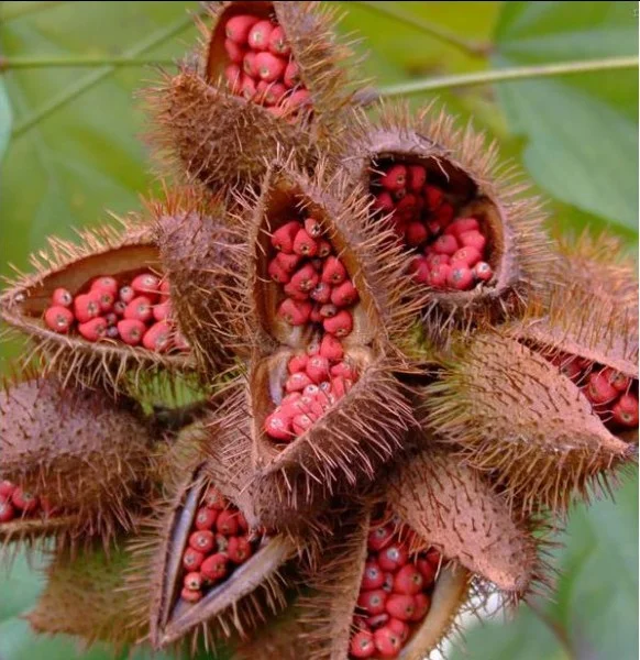 AchiotePods.jpg