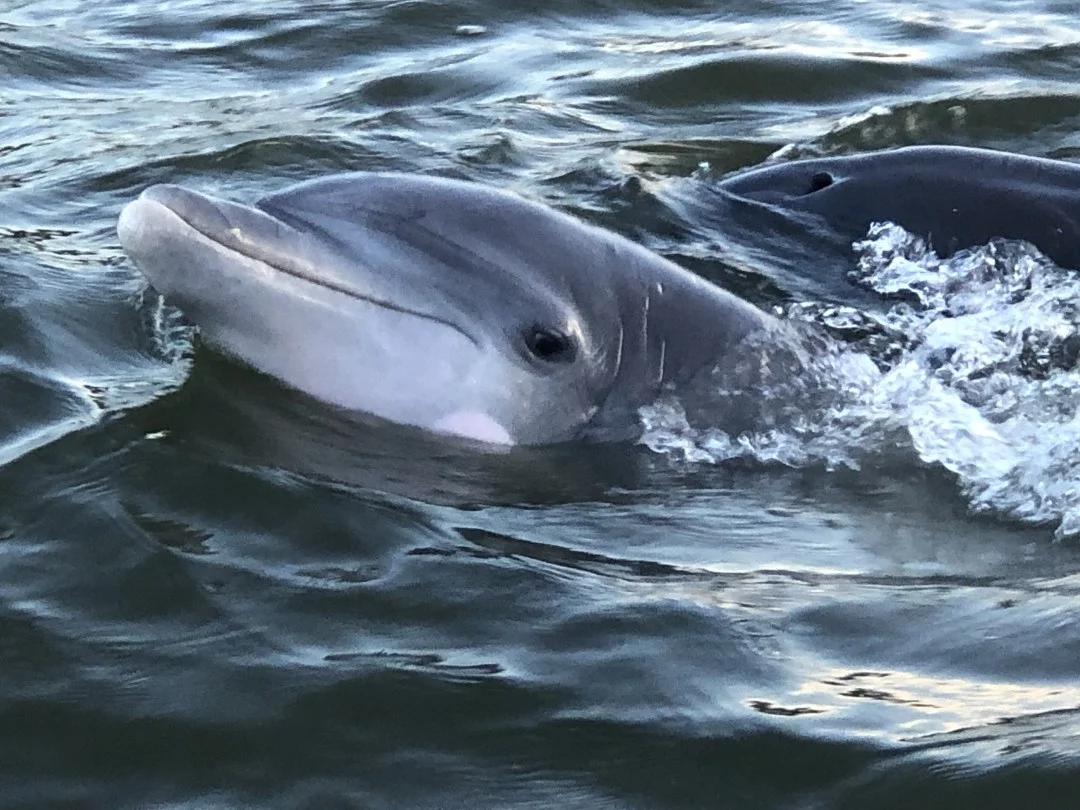 Dolphins-seen-during-sunset-cruise-1.jpg