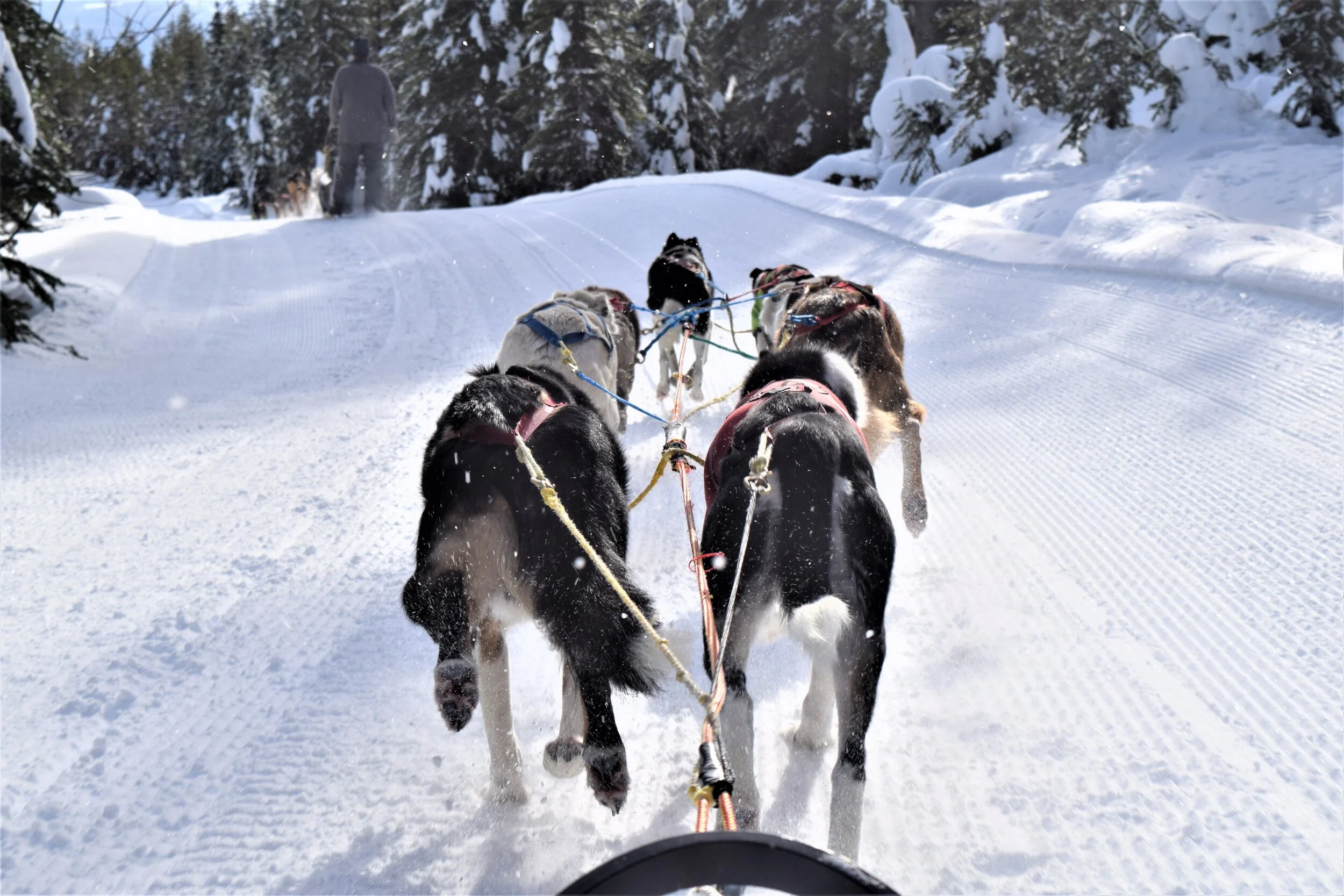 Dog sled tour is so Canadian, eh — instinct published by The KITI