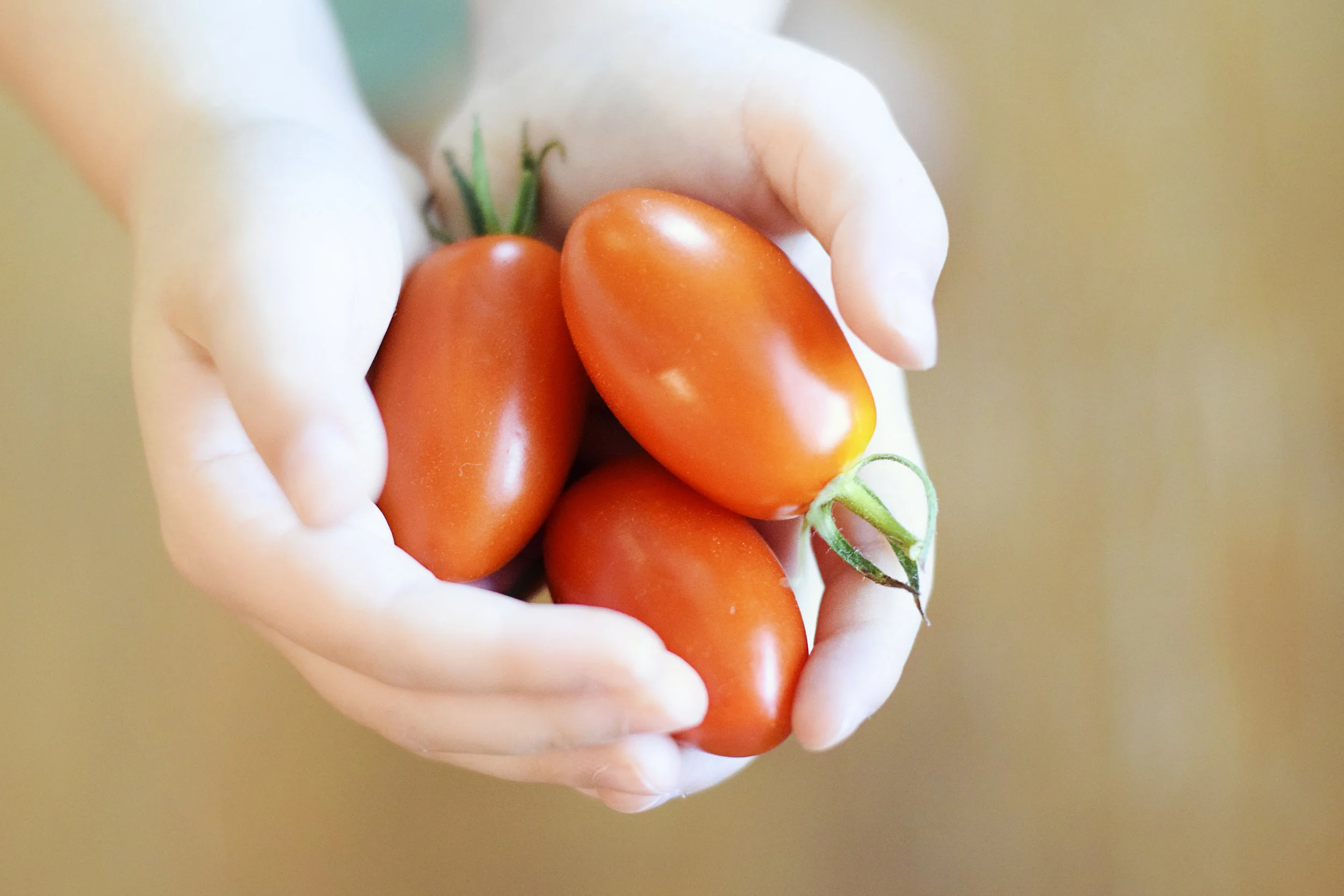 A child’s hands holding ripe red tomatoes