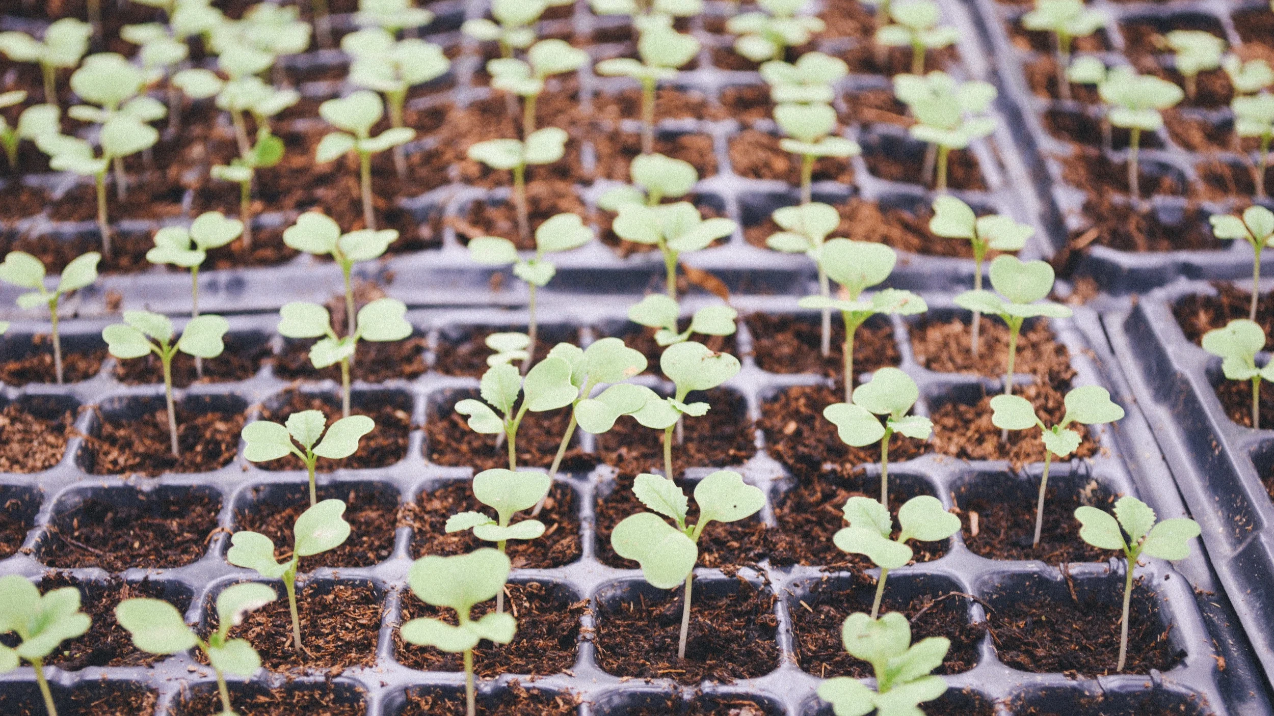 Seedlings with 3 true leaves in a seed tray