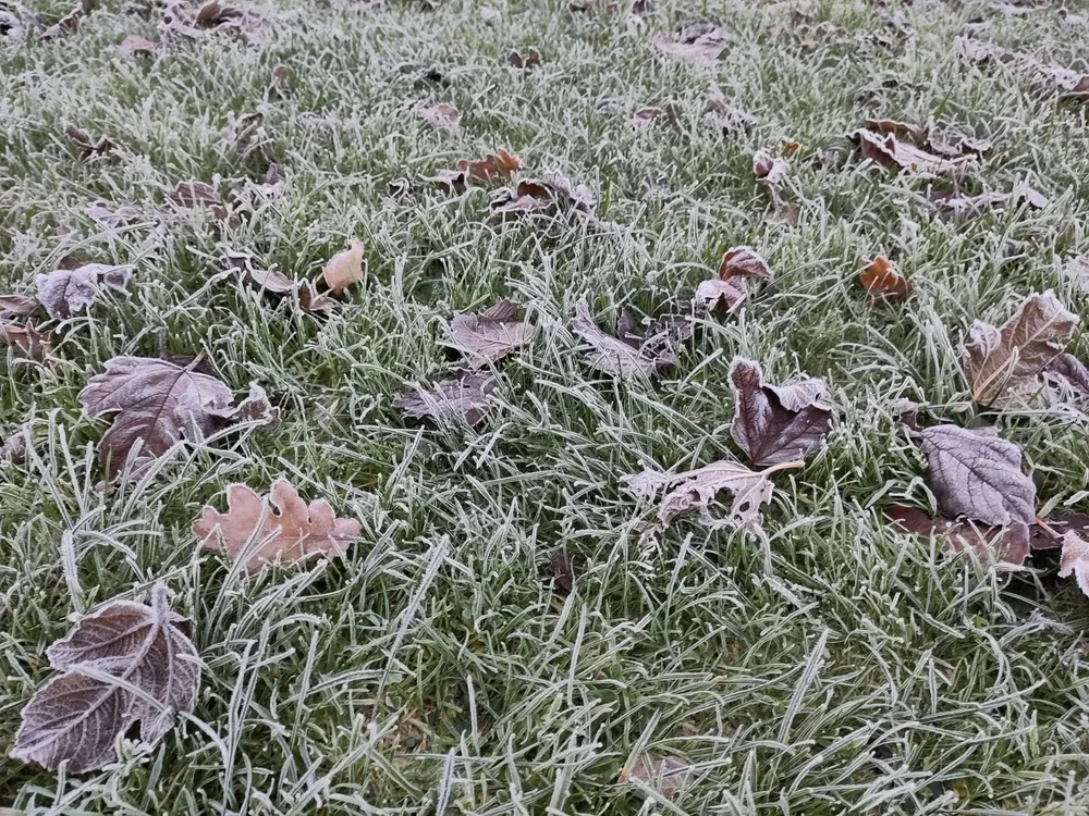 Frost 20221208.jpg