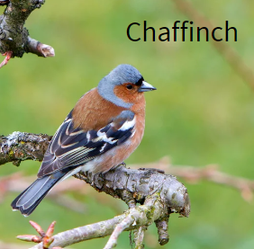GCE_Canva-chaffinch.png
