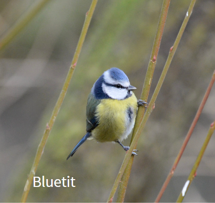 GCE_Canva-bluetit.png