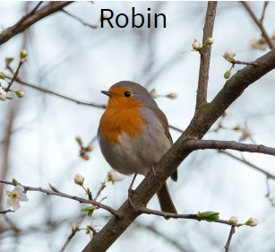 GCE_Canva-robin.png
