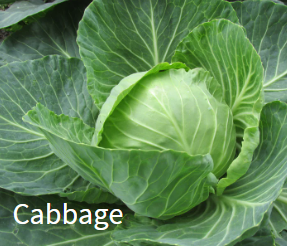 GCE_Canva-cabbage.png