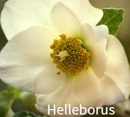 GCE_Canva-helleborus-sq.png