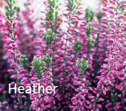 GCE_Canva-heather-sq.png