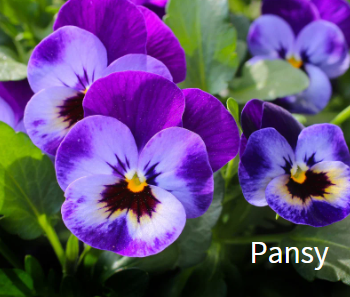 GCE_Canva-pansy.png