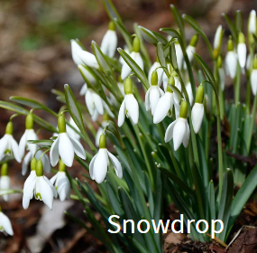 GCE_Canva-snowdrops-sq.png