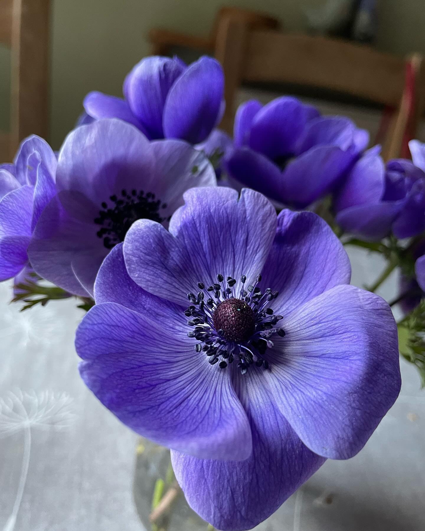 My lovely friend Sophie gave me these! She grew them of course. Such a joy every time I walk in the room❤️