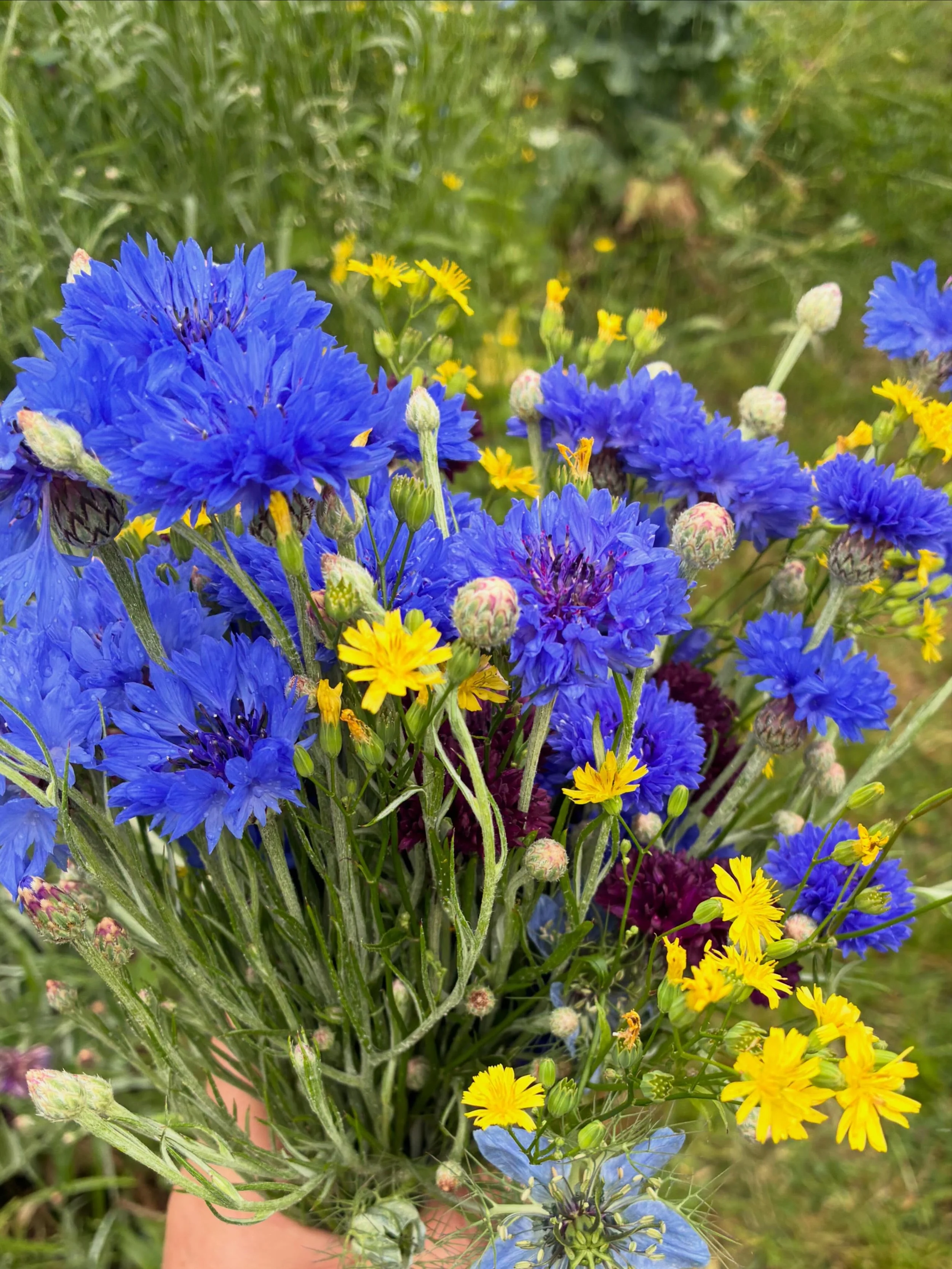 Dodging showers, picking Flowers!! #blooms