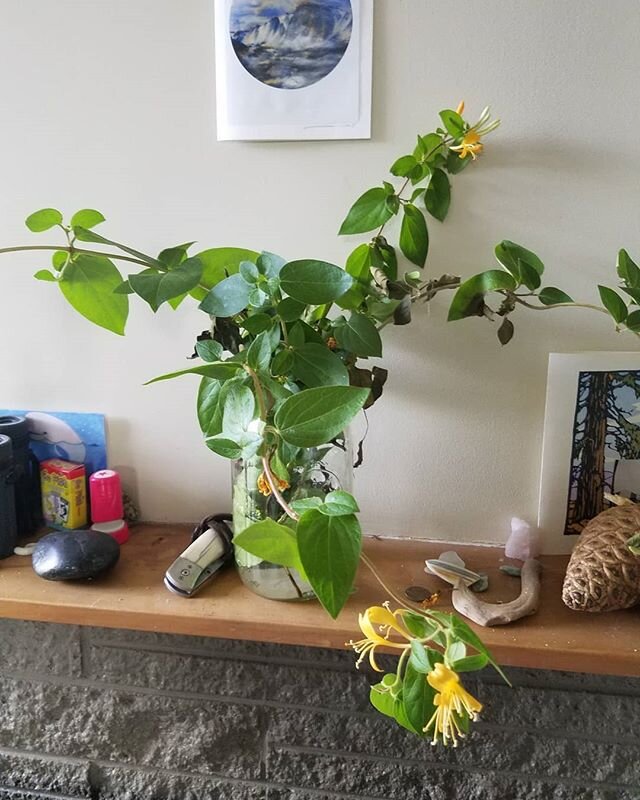 Took these honeysuckle cuttings ( straight up broke em by hand) 10 days ago when fishing the Hutt. Got nearly knocked down by their perfume, and for a second was 10 years old in Mississippi again. If i had some blackberries and scuppernogs/muscidines