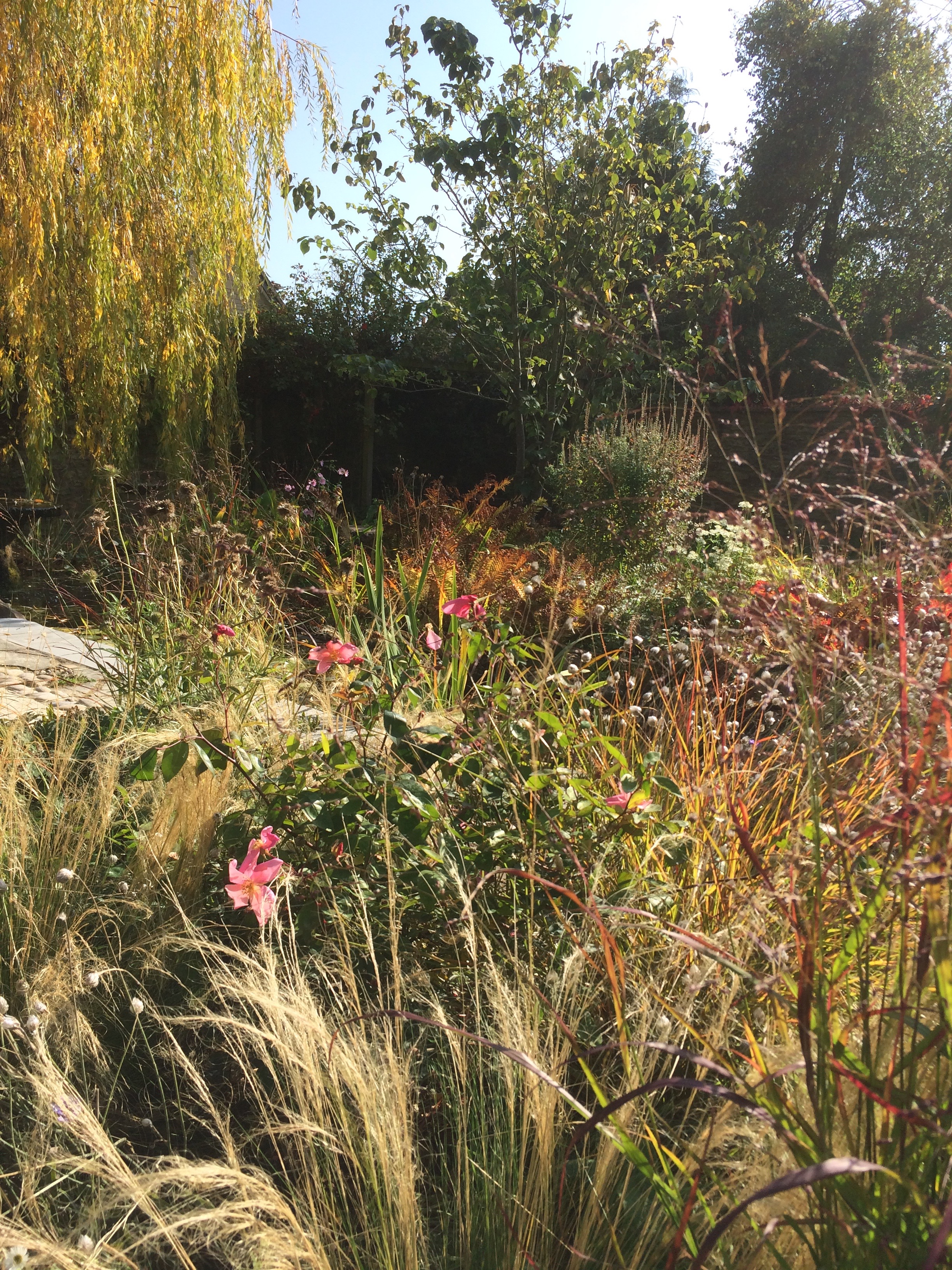 Looking across the wispy seed heads of Stipa tenuisima to the pond and bog garden planting. Autumn colours create wonderful contrast.