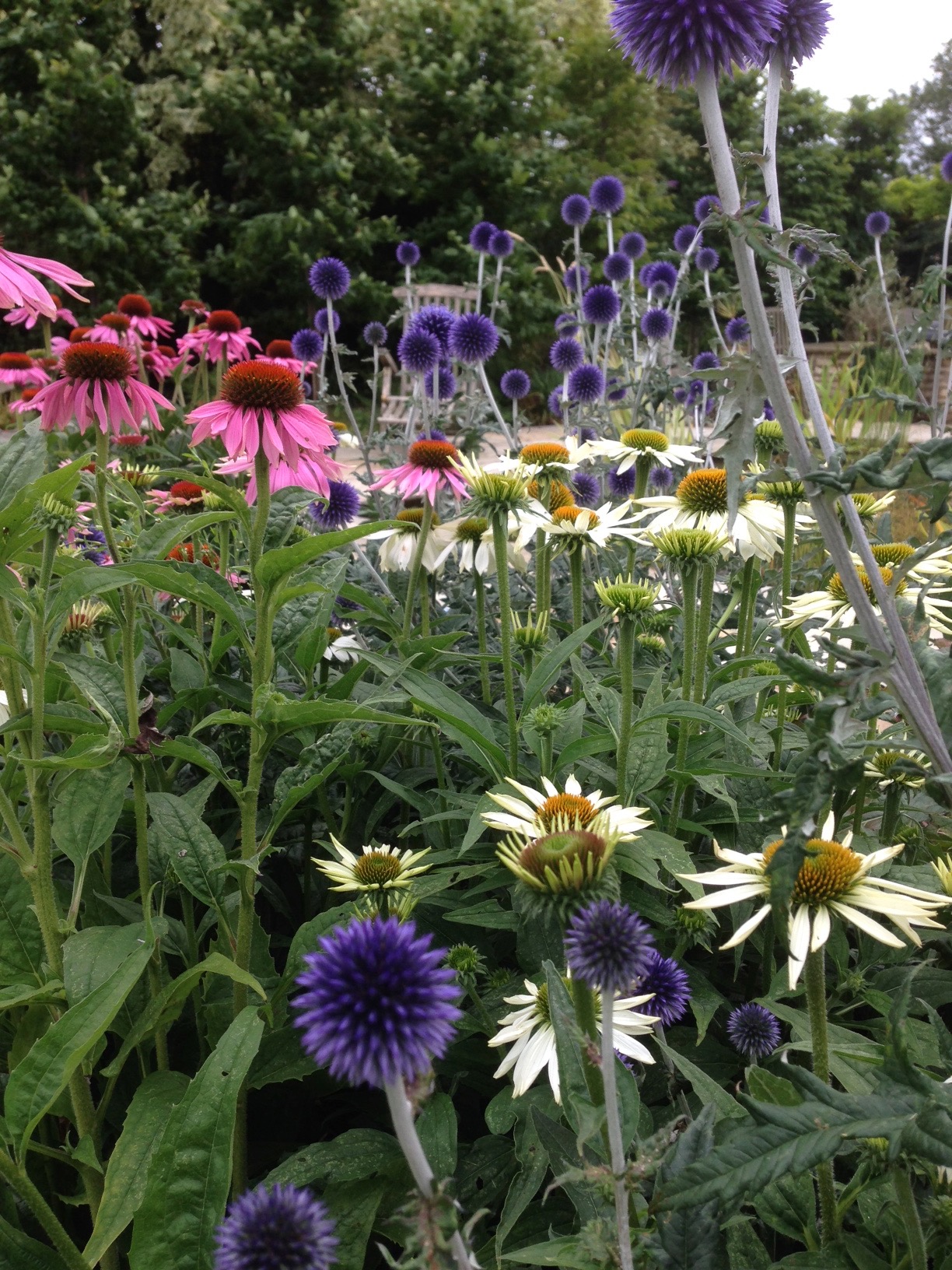 Mixed perennial planting surrounding the main pond provides strong colour in the summer.