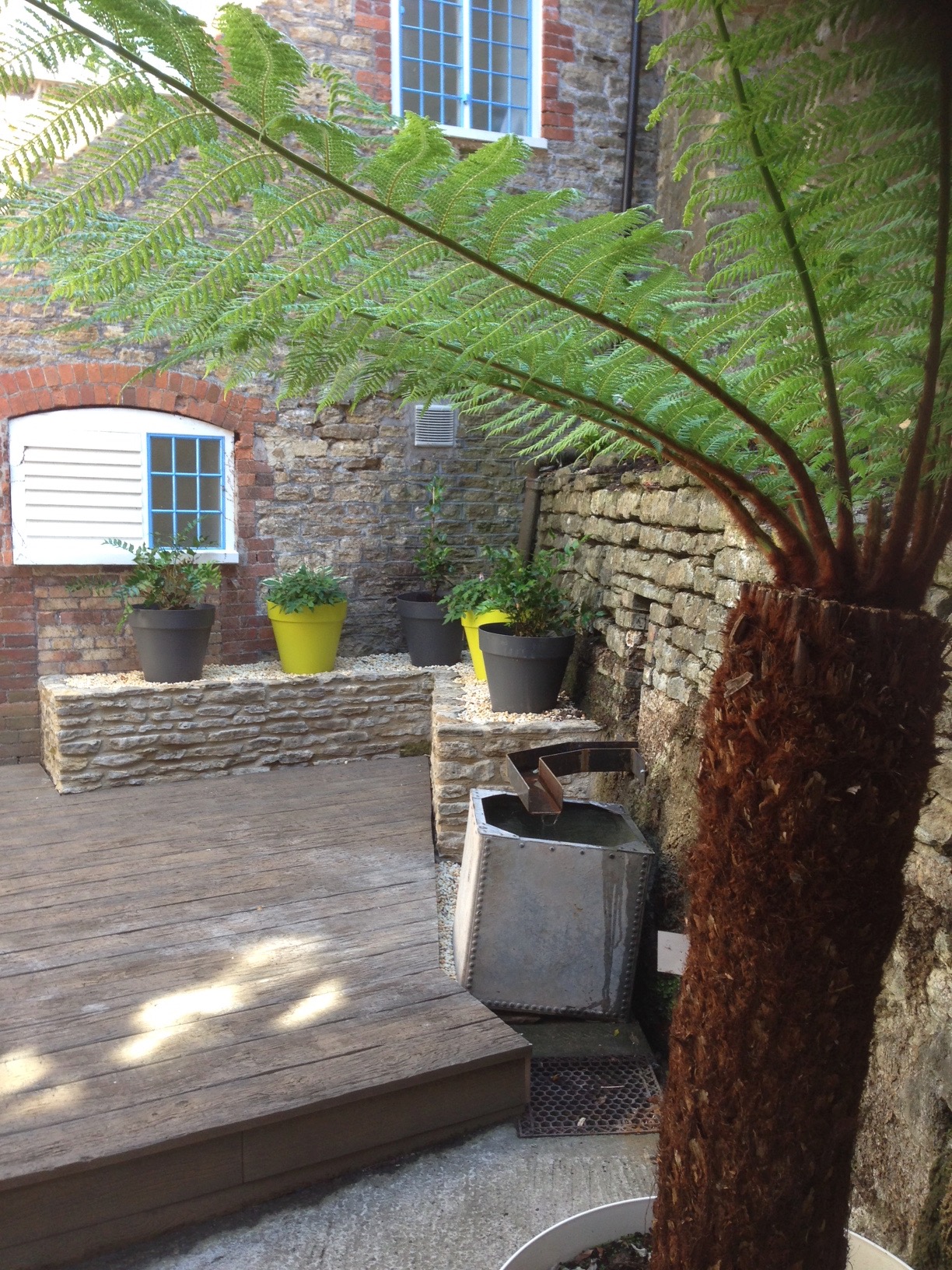 Just to show what can be done in a dark space - fabulous plants like this Dicksonia tree fern love places like this, and make a real wow factor to this garden.