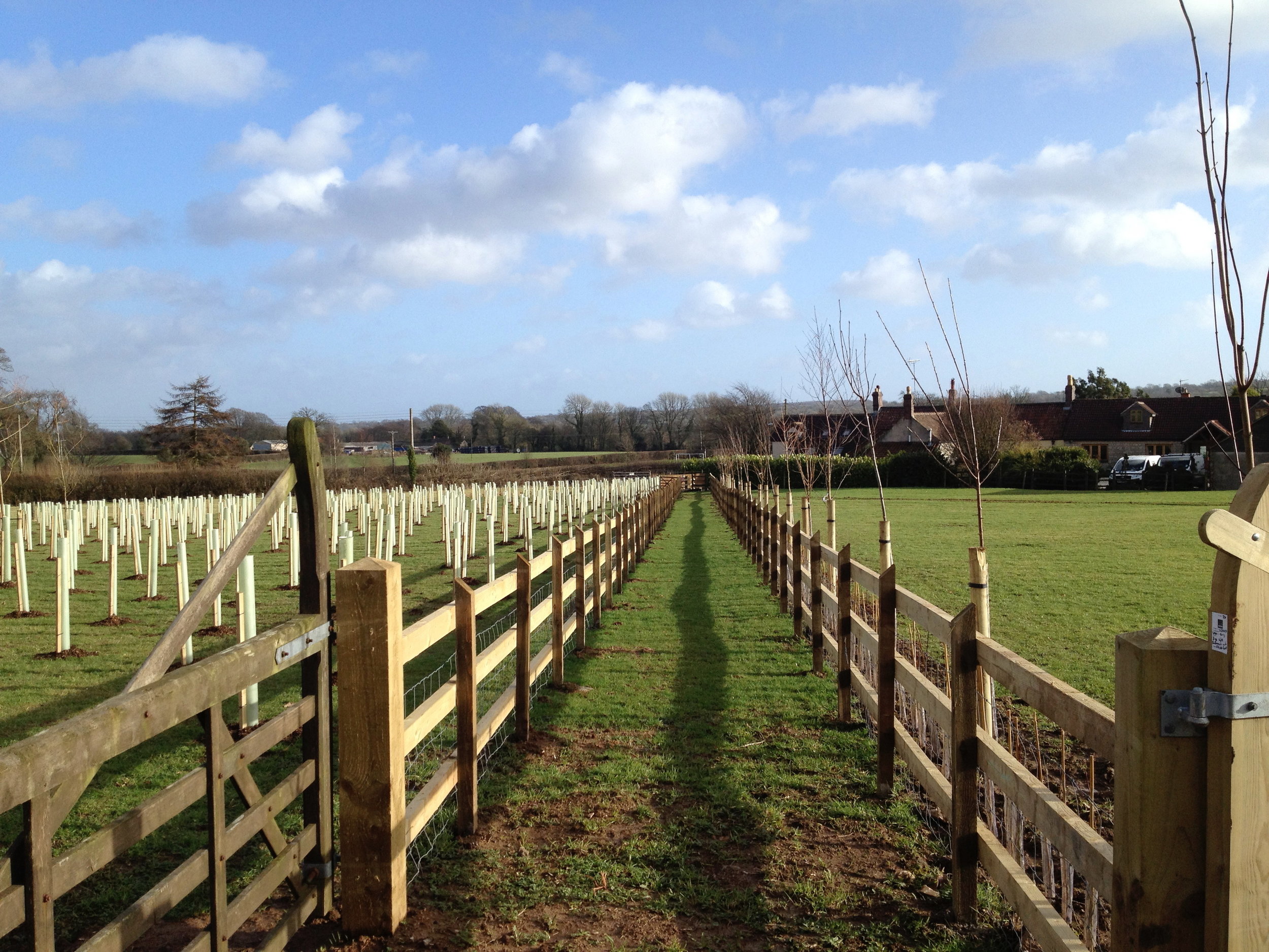 The completed footpath & woodland. Quite a feature.