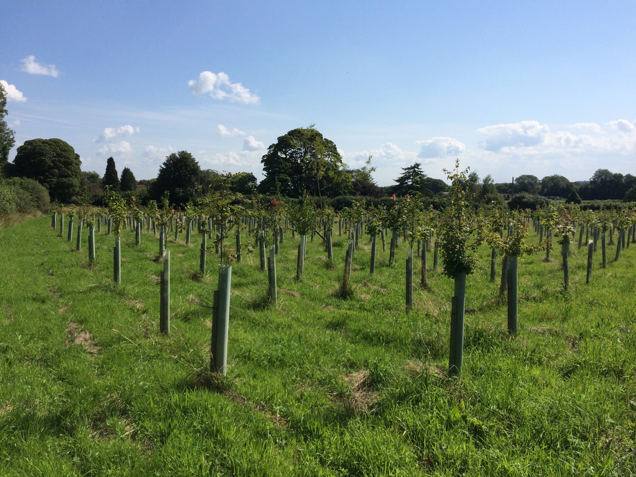 2 years on, and these trees have really put on some height already. The use of mycorrhizal fungi tablets in the footballs really helps establishment and reduces early losses. We had almost 100% success here!