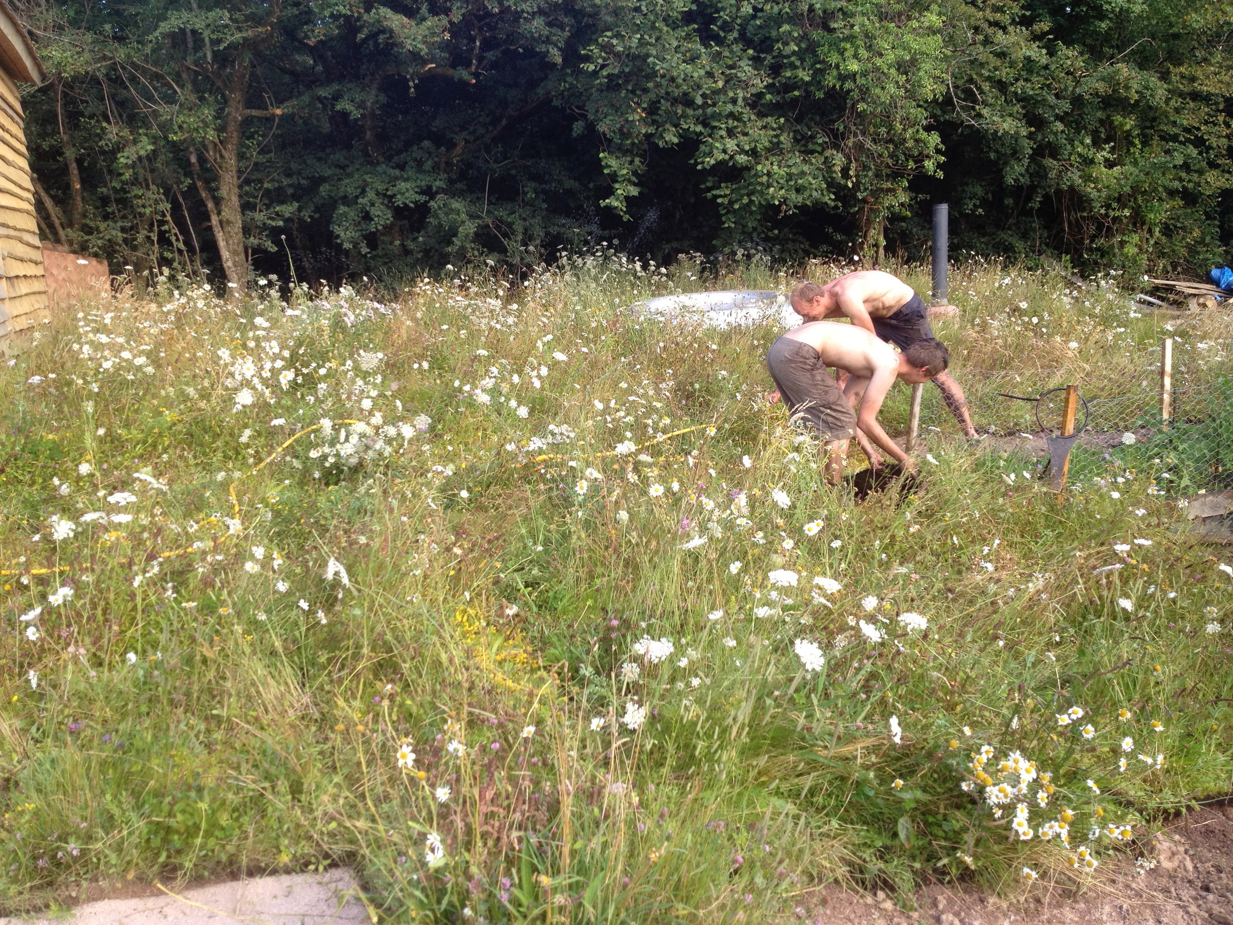 On the hottest day of the year, the whole Green & Gorgeous team turned up to take delivery of multiple articulated lorry loads of mature Wildflower Turf. Being delivered at over 1.2m tall, the transport and handling of the turf was a challenge, particularly in the heat! Two of the team here keep a sense of humour about the 9.30pm finish ….