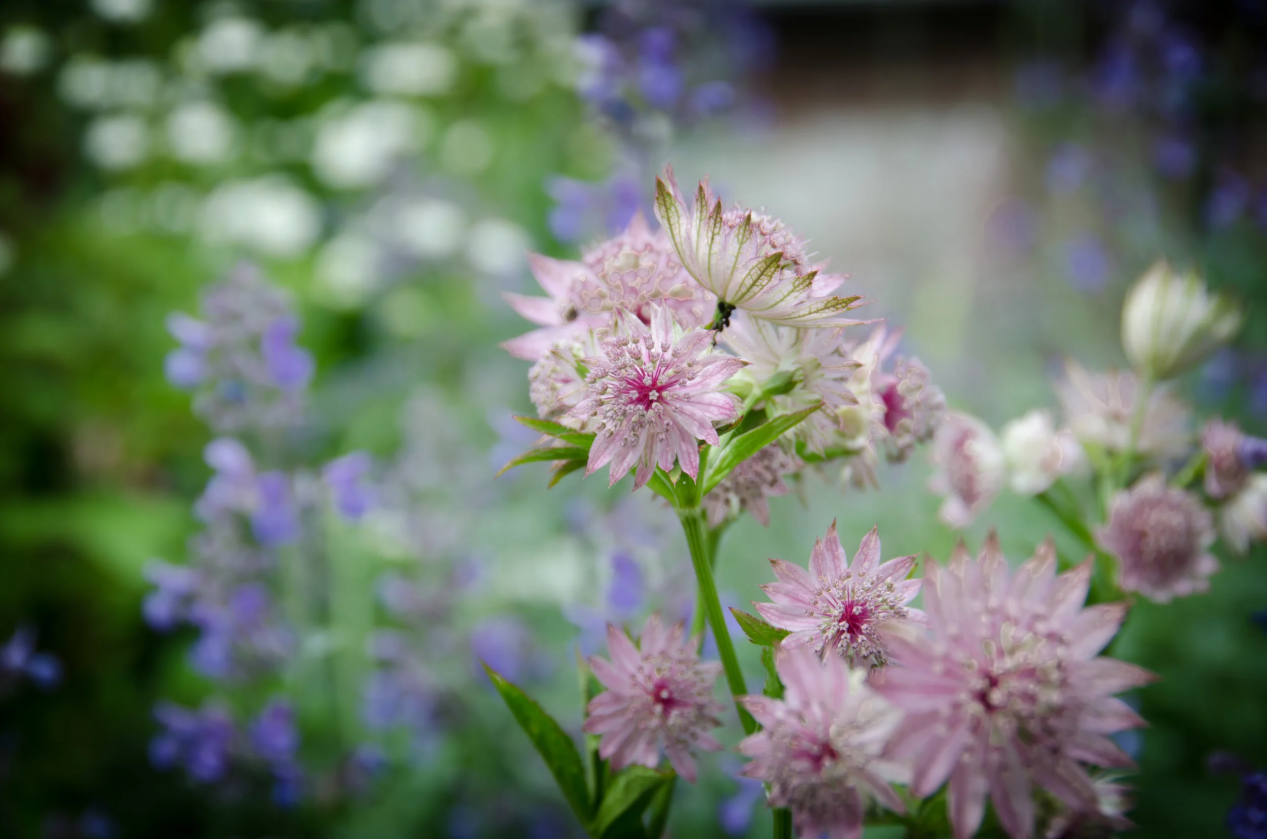 Astrantia_.jpg