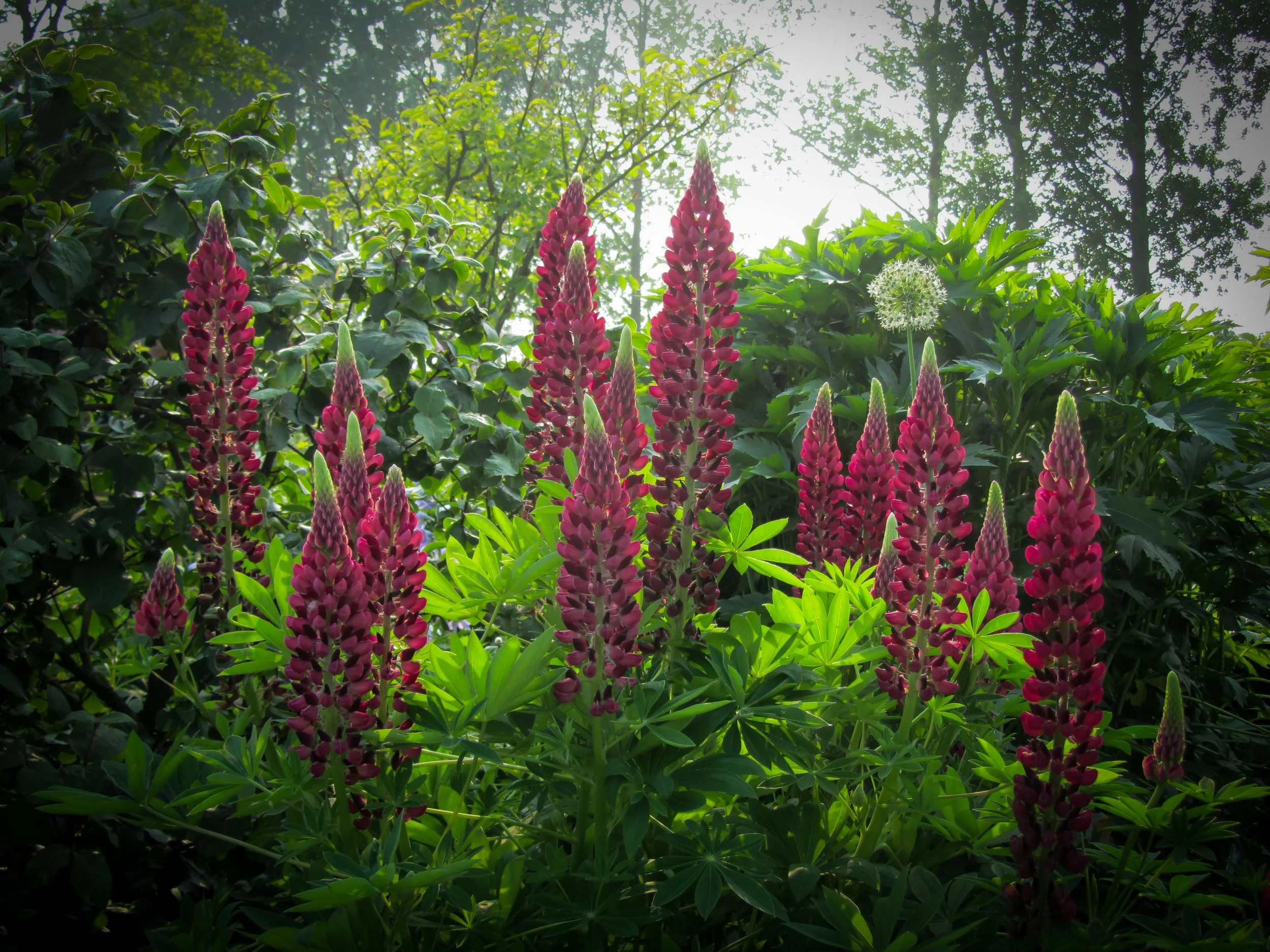 Lupine donkerroze.jpg