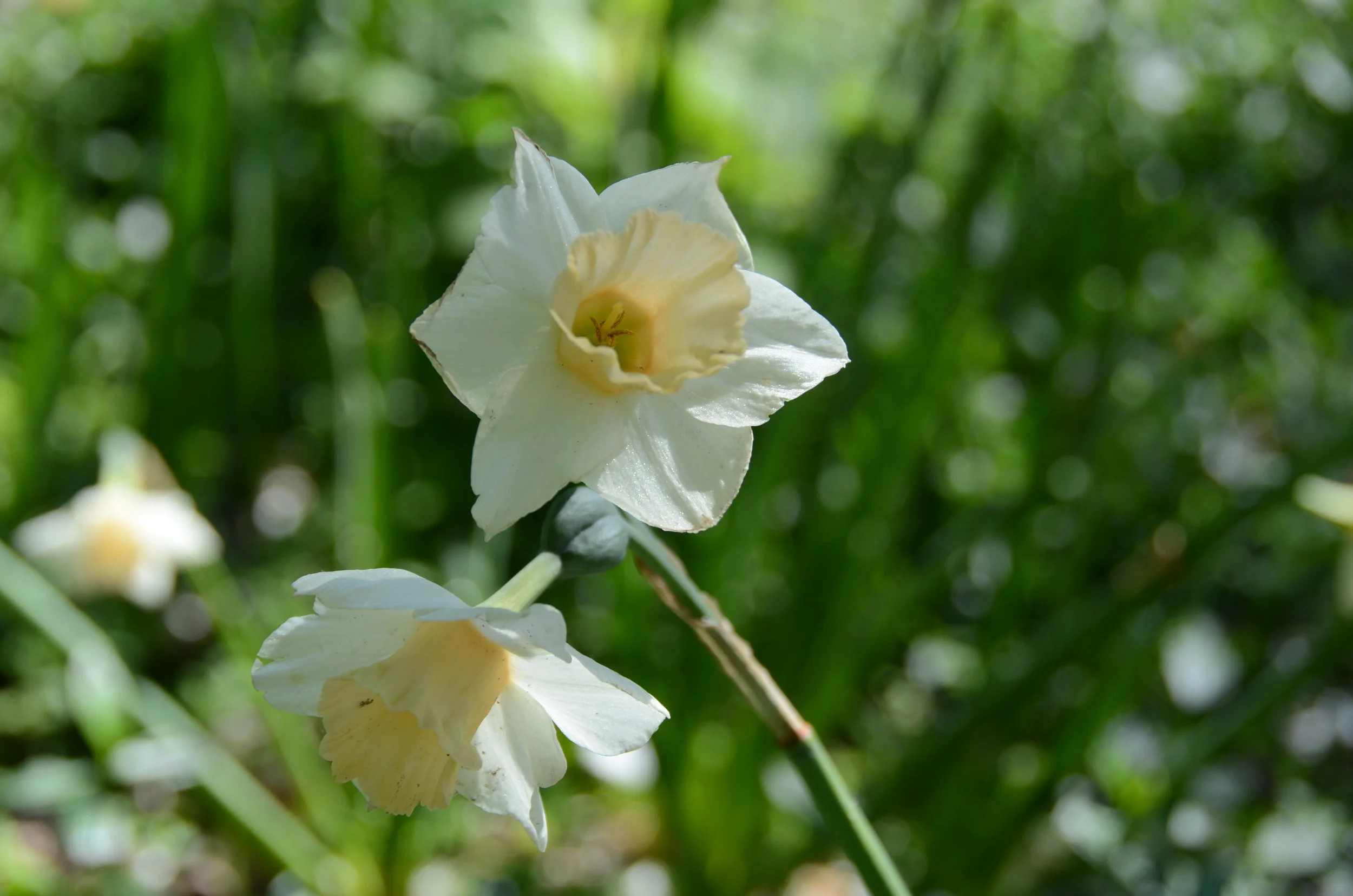 DSC_1227.JPG