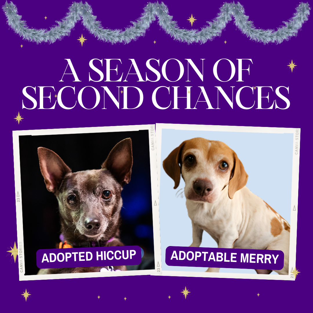 The Season of 2nd Chances Begins