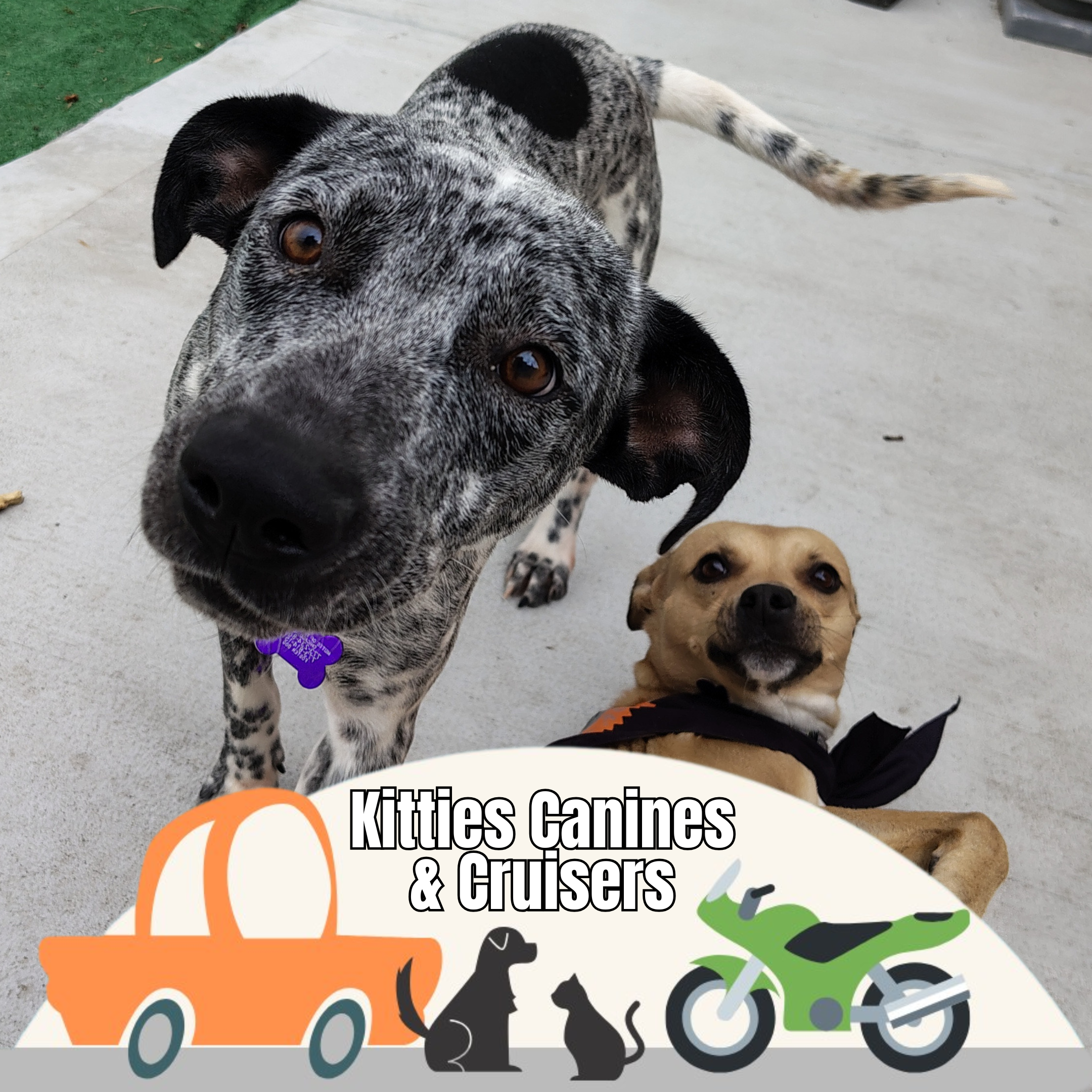 Kitties, Canines &amp; Cruisers 🏍️