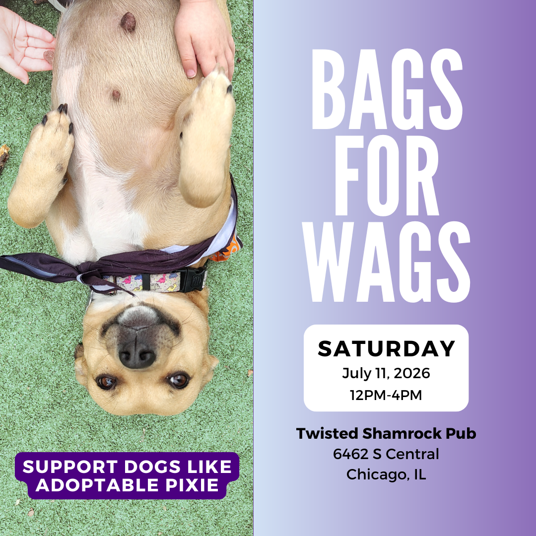 Bags for Wags 🎯
