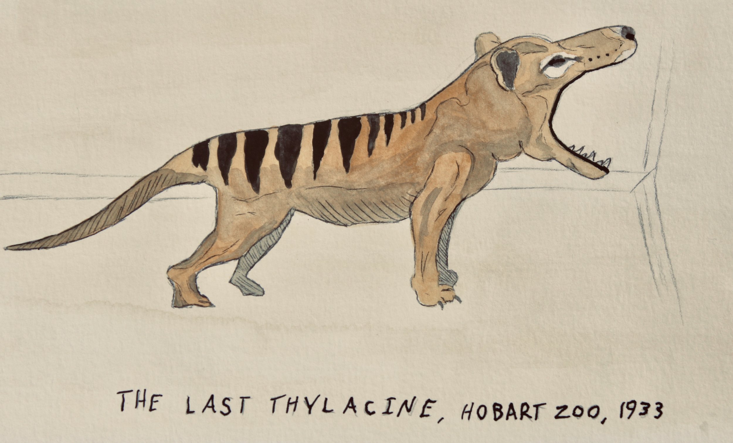Thylacine Tasmanian Tiger de-extinction