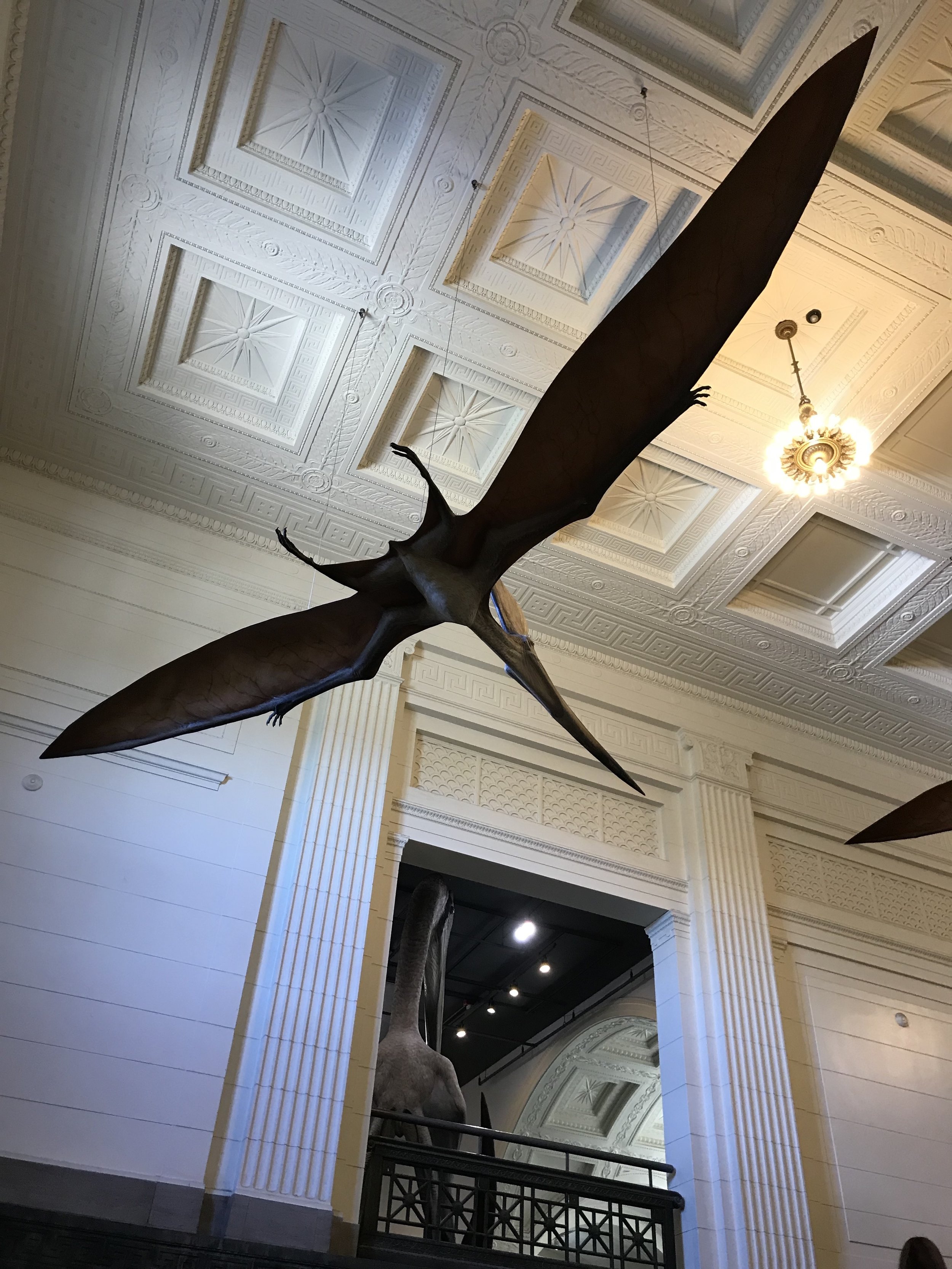 Pterosaurs at the Field Museum go on Display
