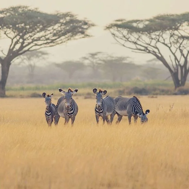 Plains Zebras associate in family herds consisting of an adult stallion, plus a number of mares and their foals; other stallions form bachelor herds or run alone. &mdash;&mdash;&mdash;&mdash;&mdash;&mdash;&mdash;&mdash;&mdash;&mdash;&mdash;&mdash;&md